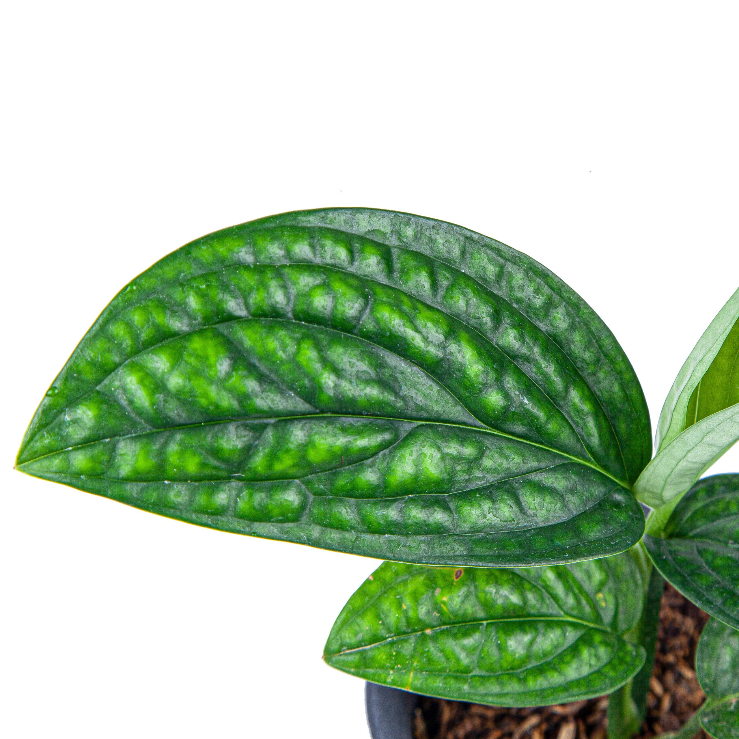 Monstera Karstenianum - Image 2