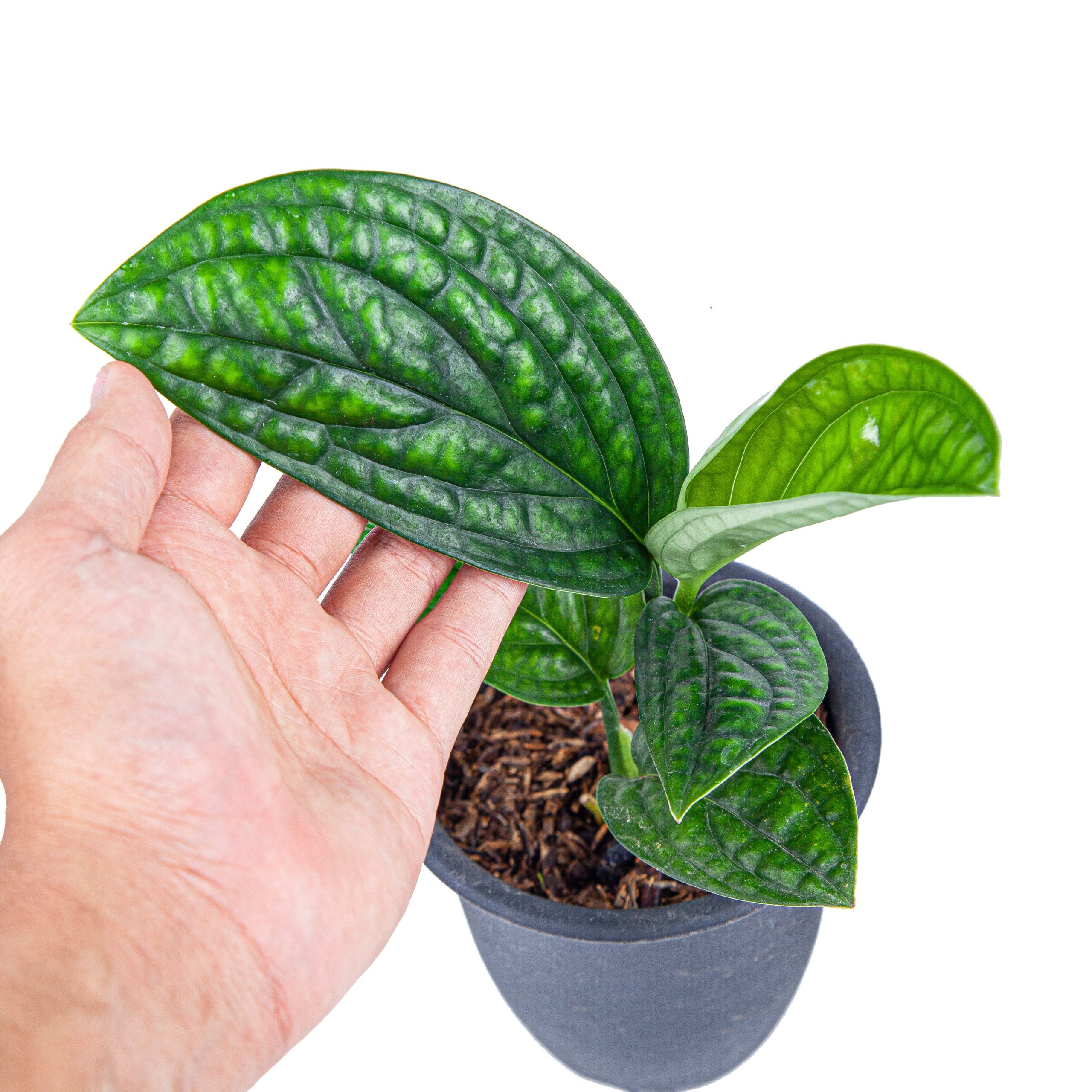 Monstera Karstenianum - Image 3