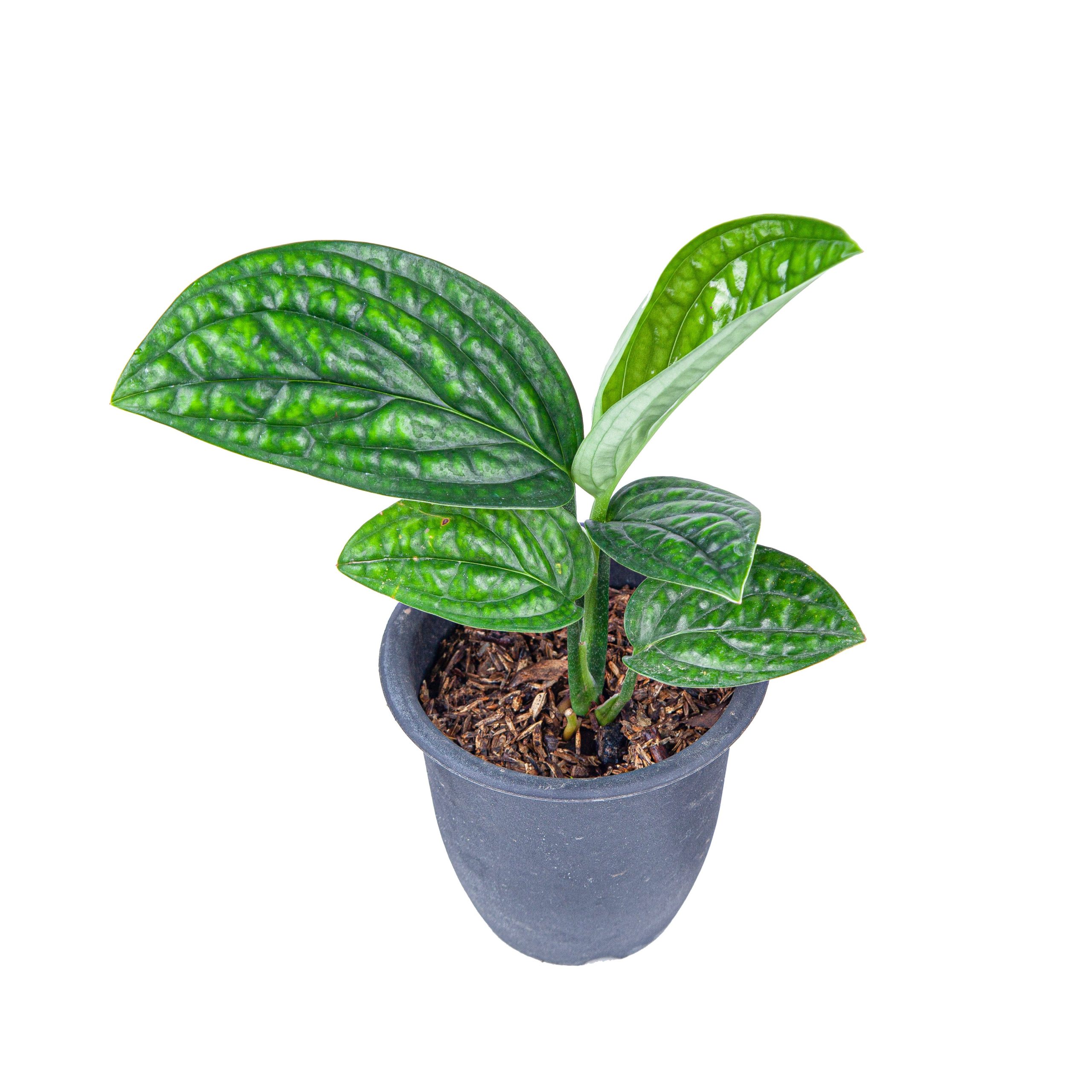 Monstera Karstenianum - Image 4