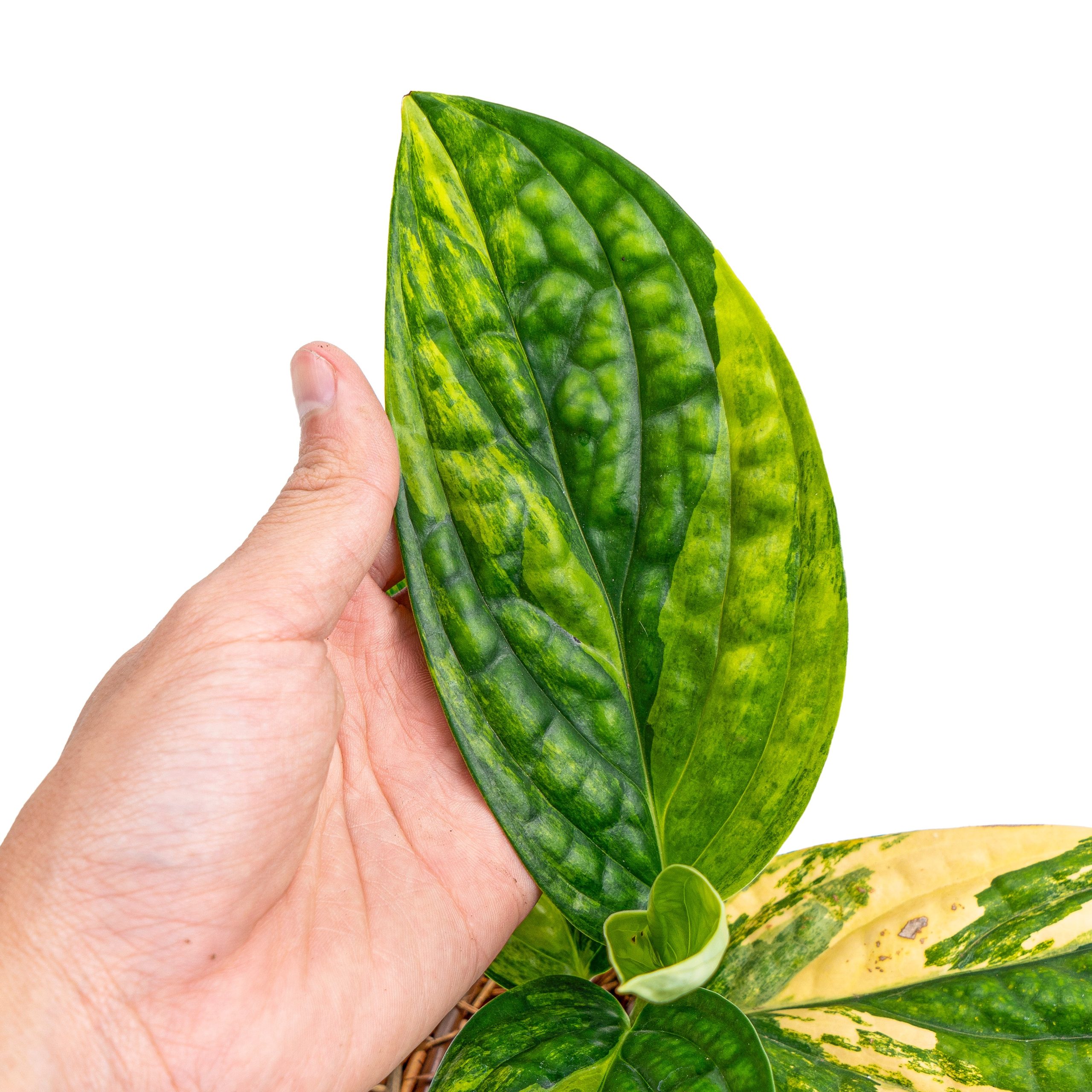 Monstera Karstenianum Variegated - Image 2