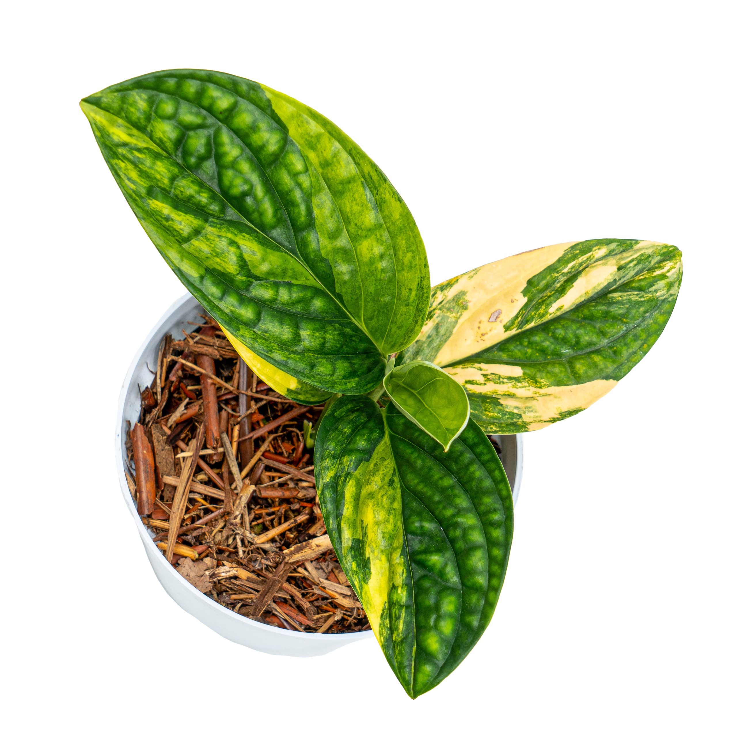Monstera Karstenianum Variegated - Image 3