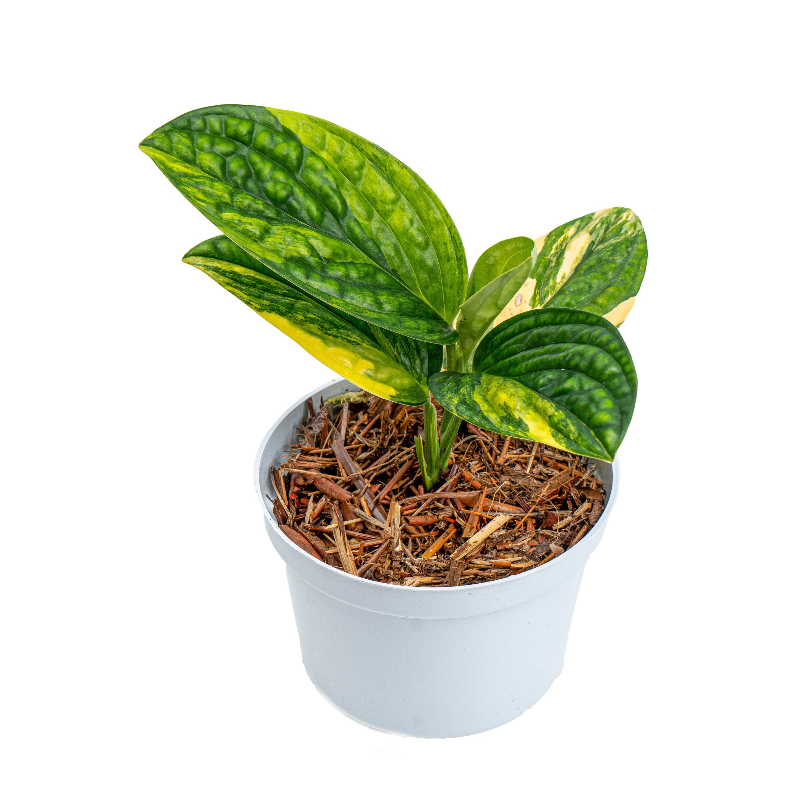Monstera Karstenianum Variegated - Image 4