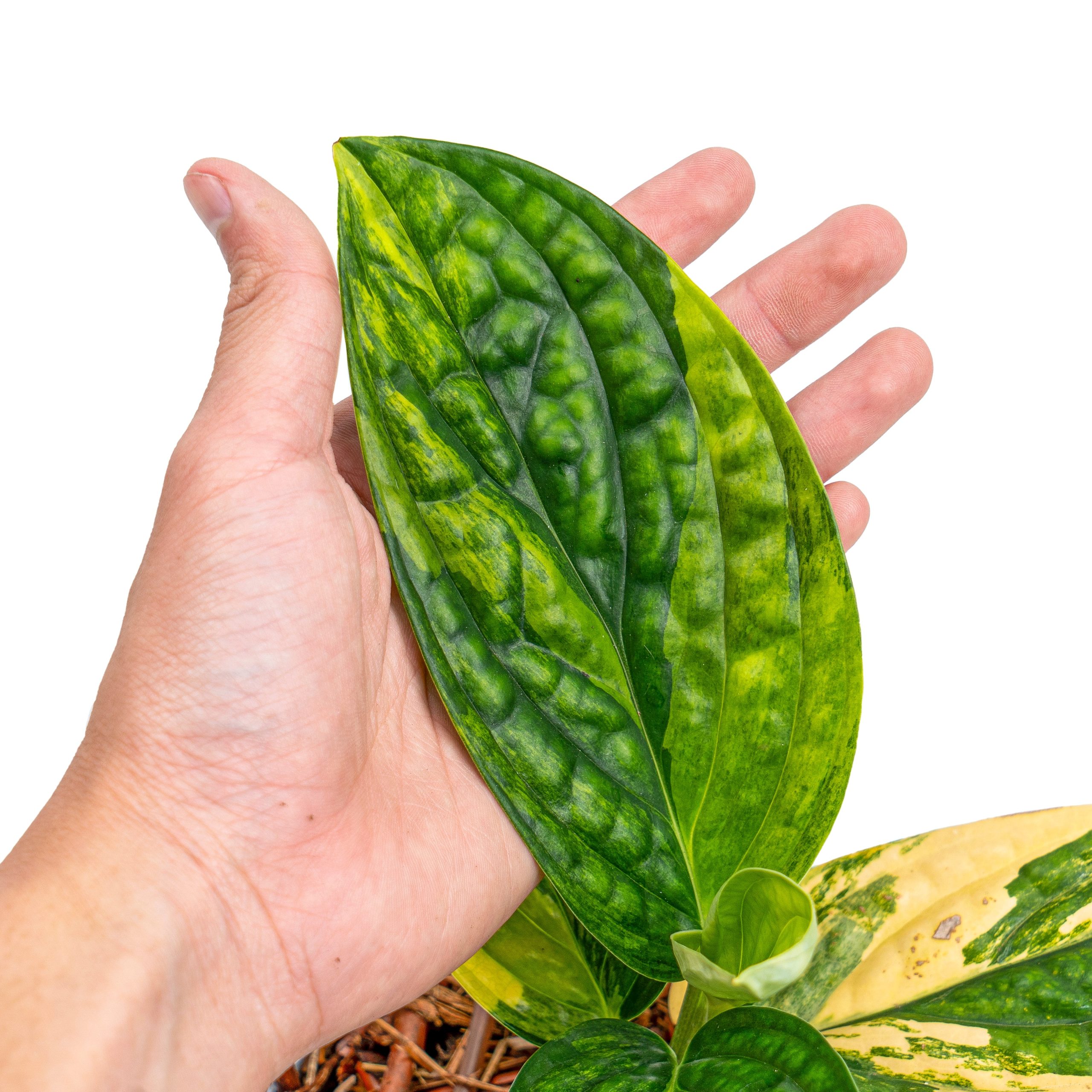 Monstera Karstenianum Variegated - Image 5
