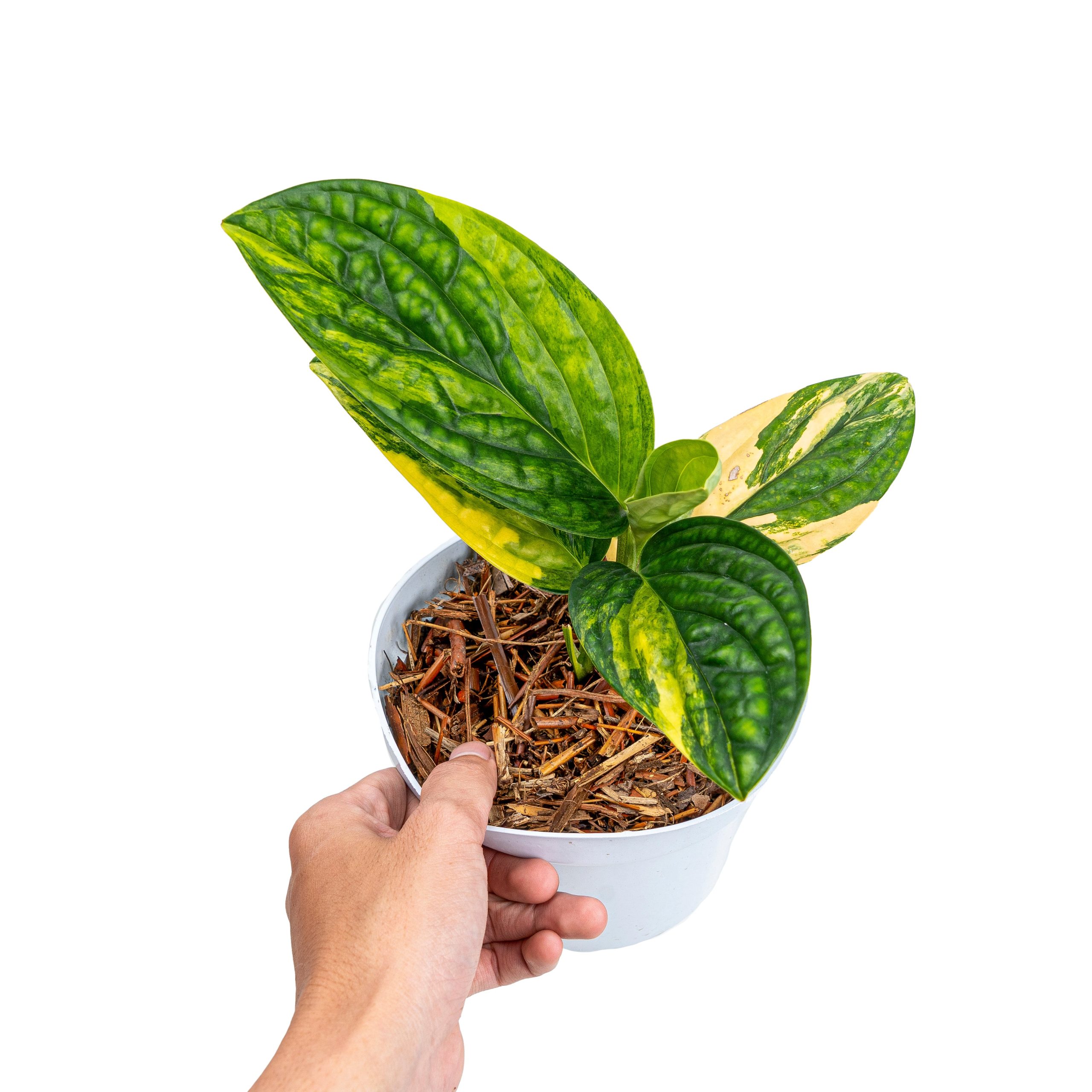 Monstera Karstenianum Variegated - Image 6