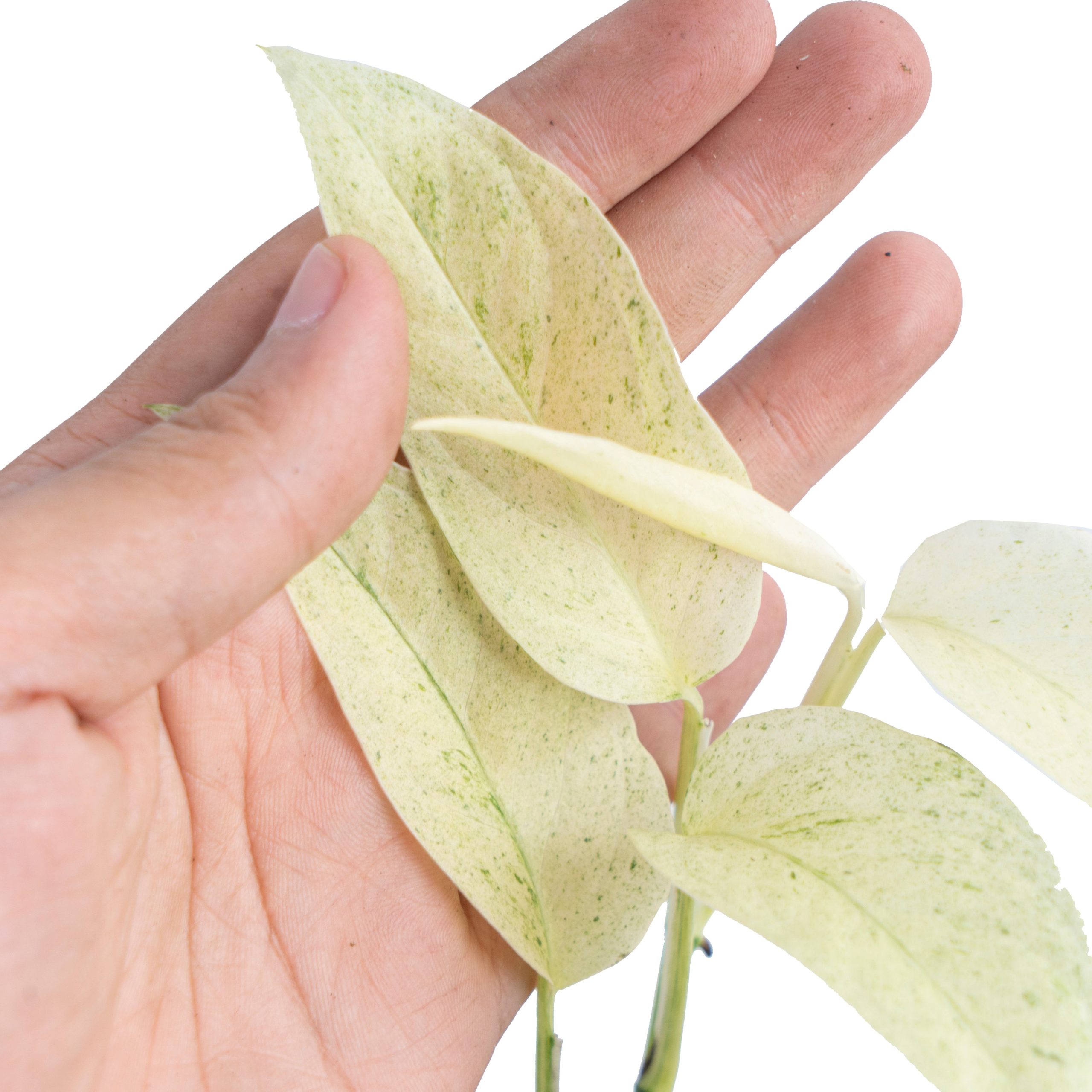 Monstera laniata mint variegated - Image 2