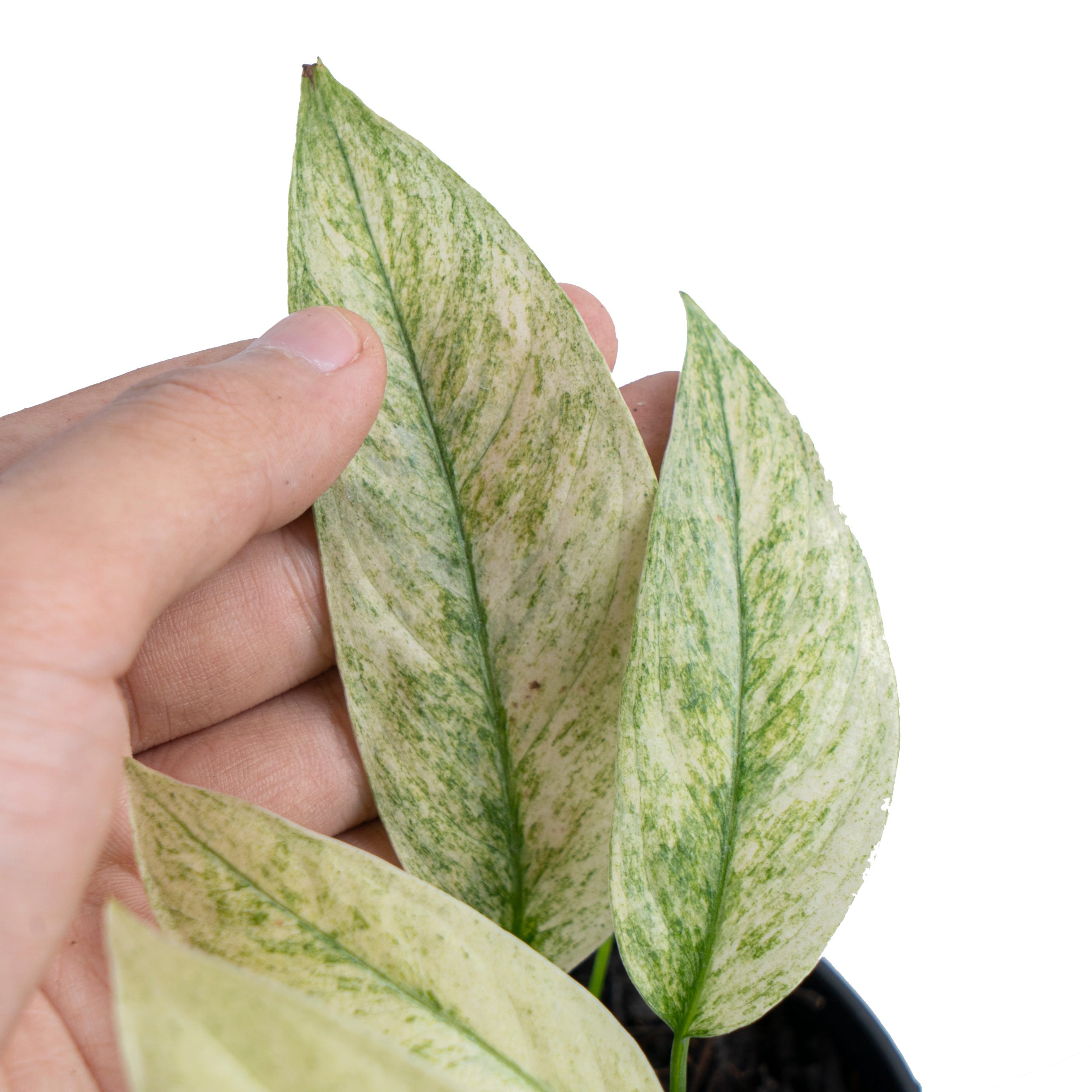 Monstera laniata mint variegated - Image 3