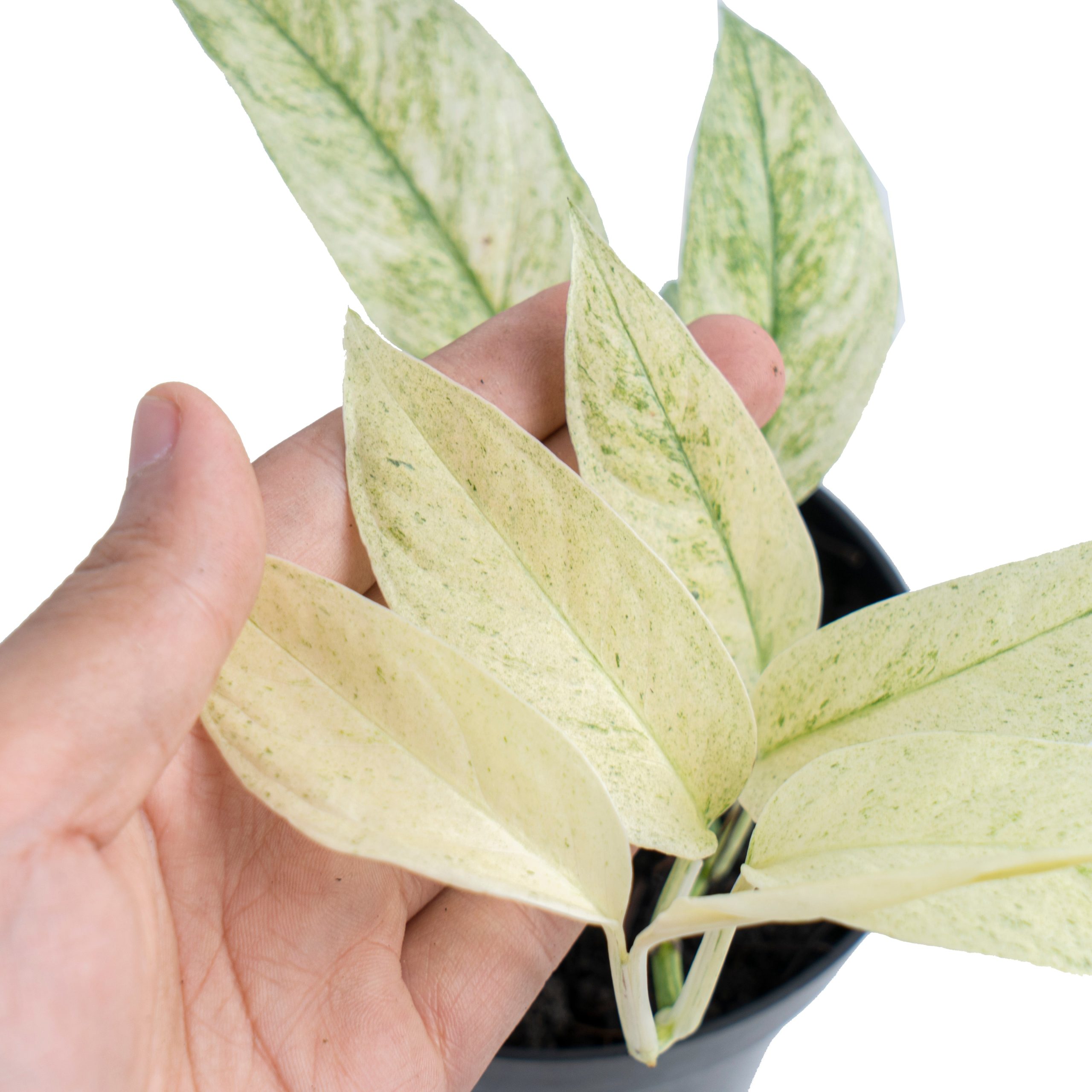 Monstera laniata mint variegated - Image 4