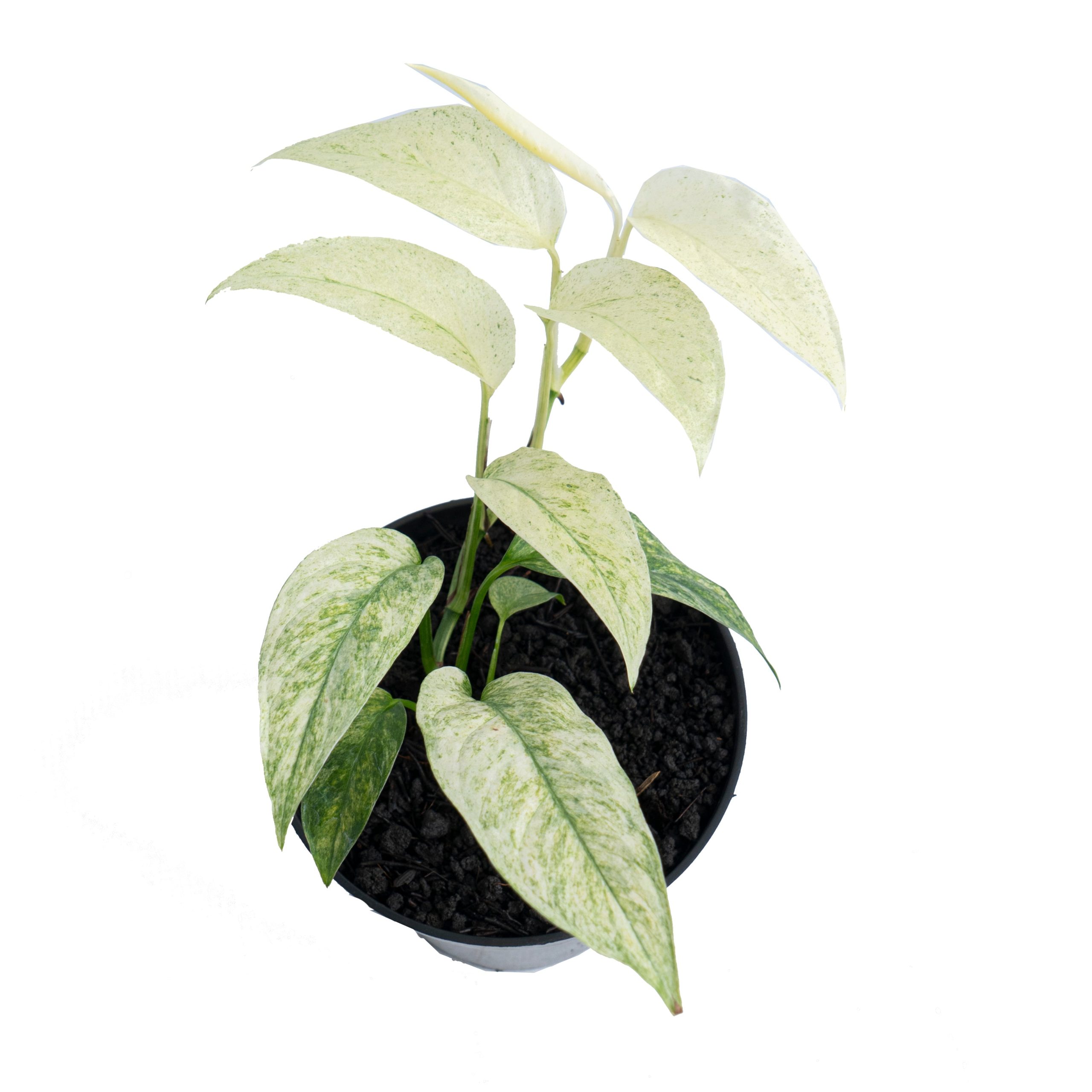 Monstera laniata mint variegated - Image 5