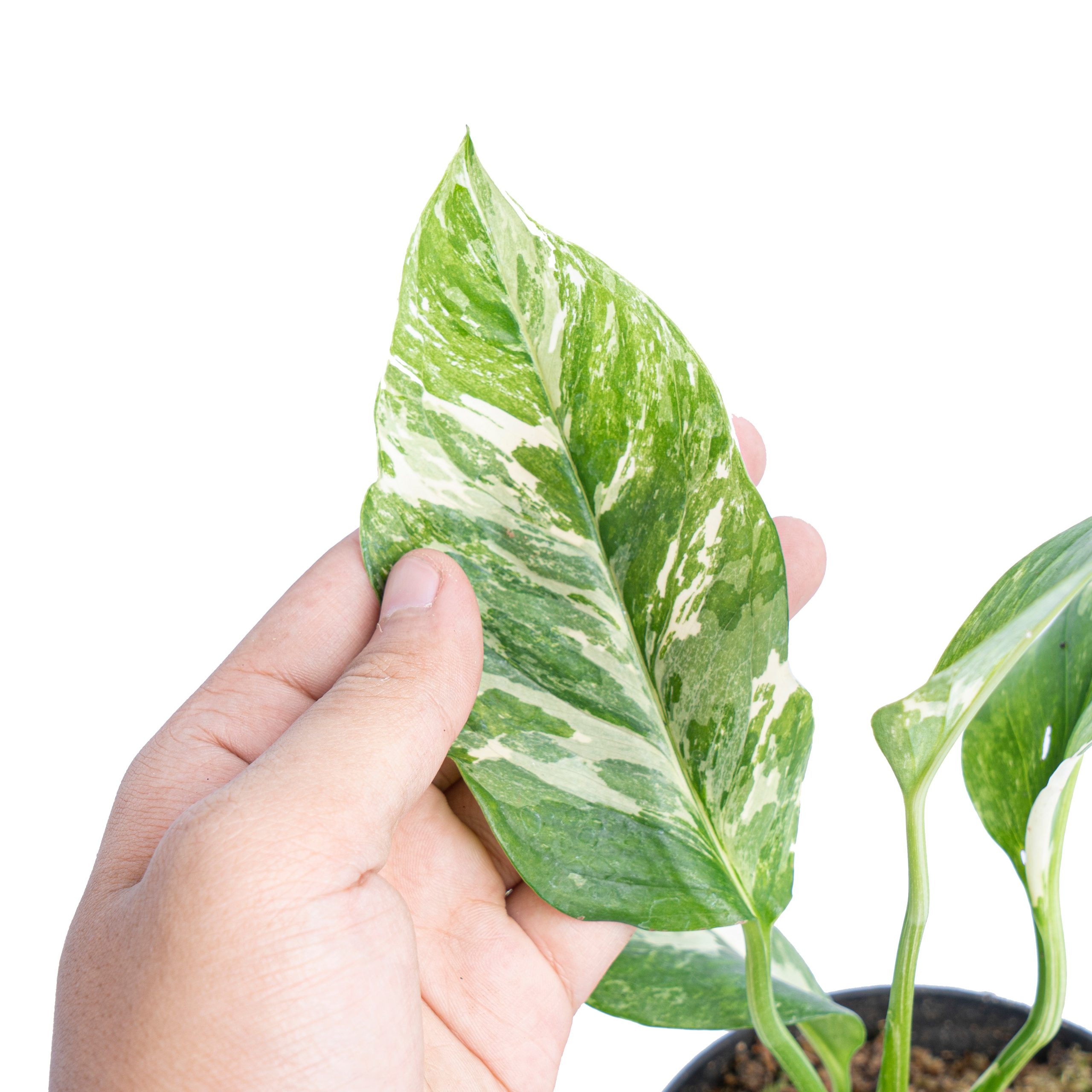 Monstera lechleriana variegated - Image 2