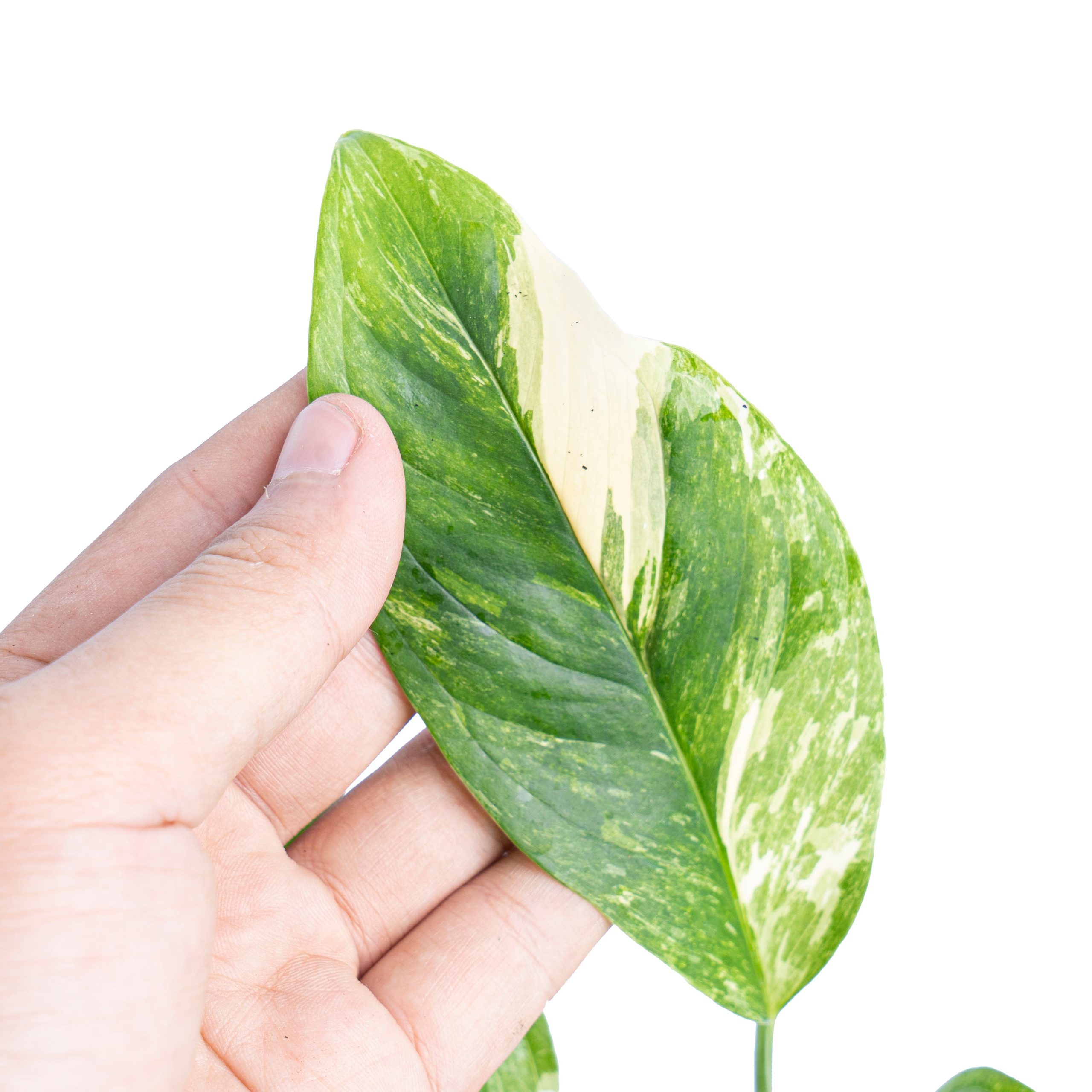 Monstera lechleriana variegated - Image 3