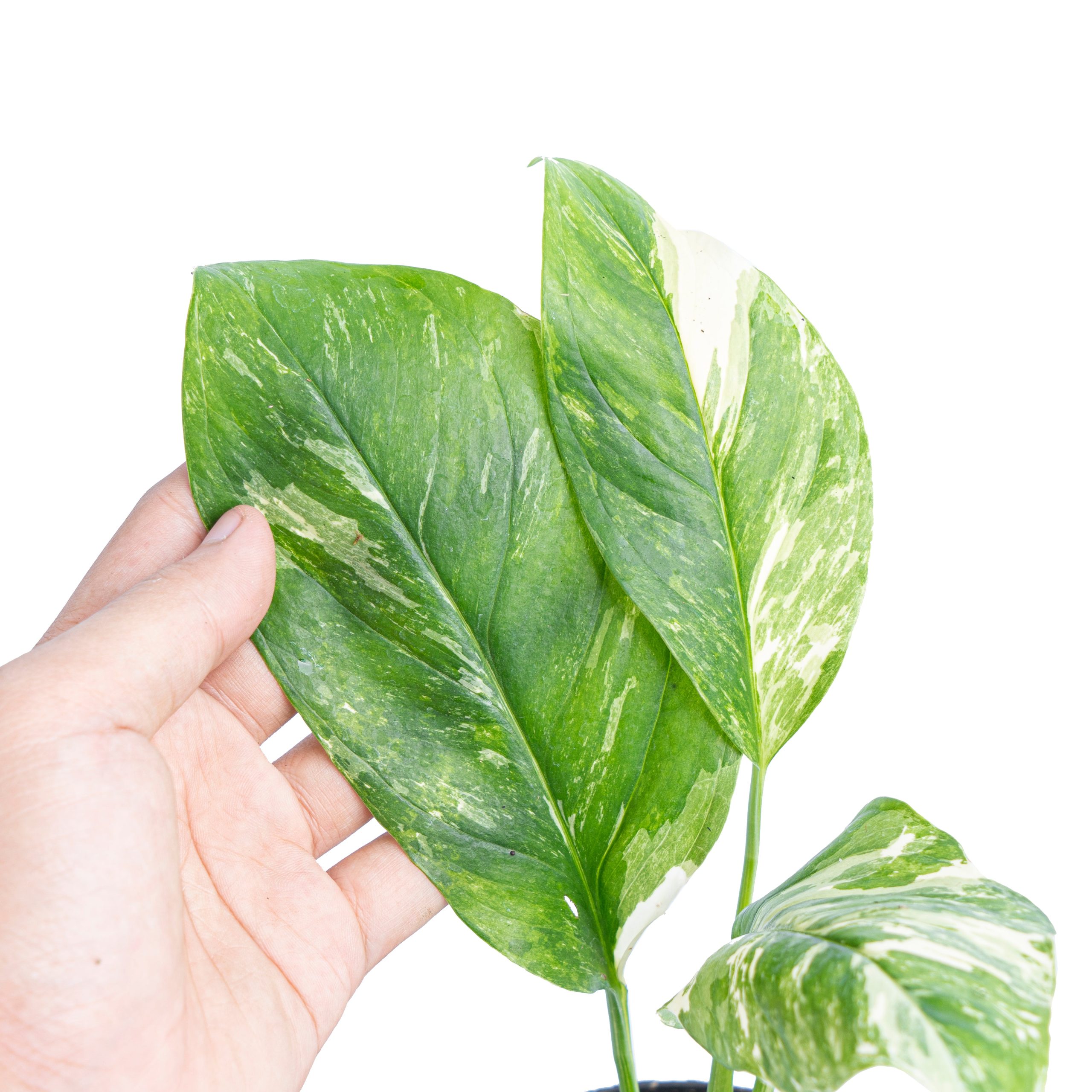 Monstera lechleriana variegated - Image 4