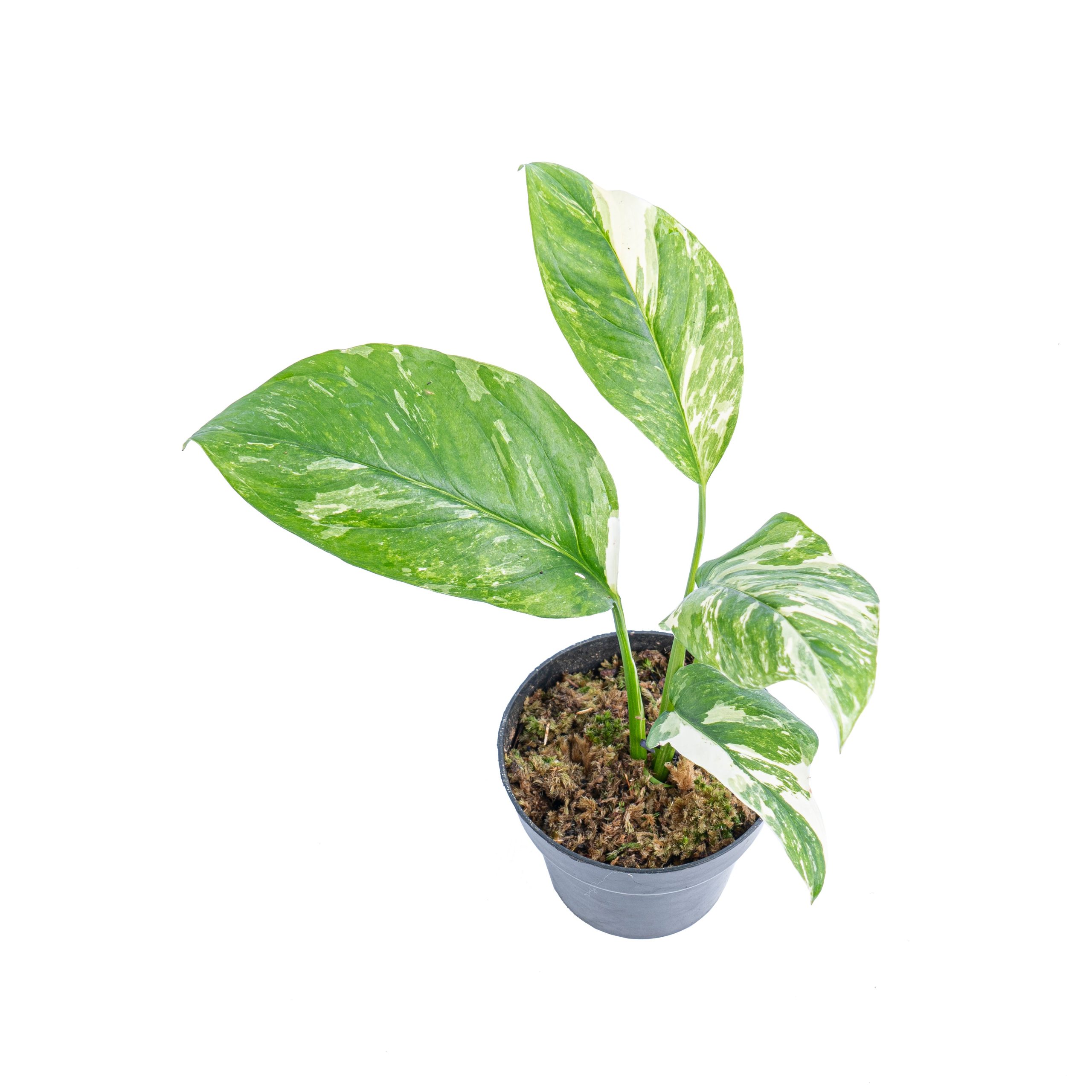 Monstera lechleriana variegated - Image 5