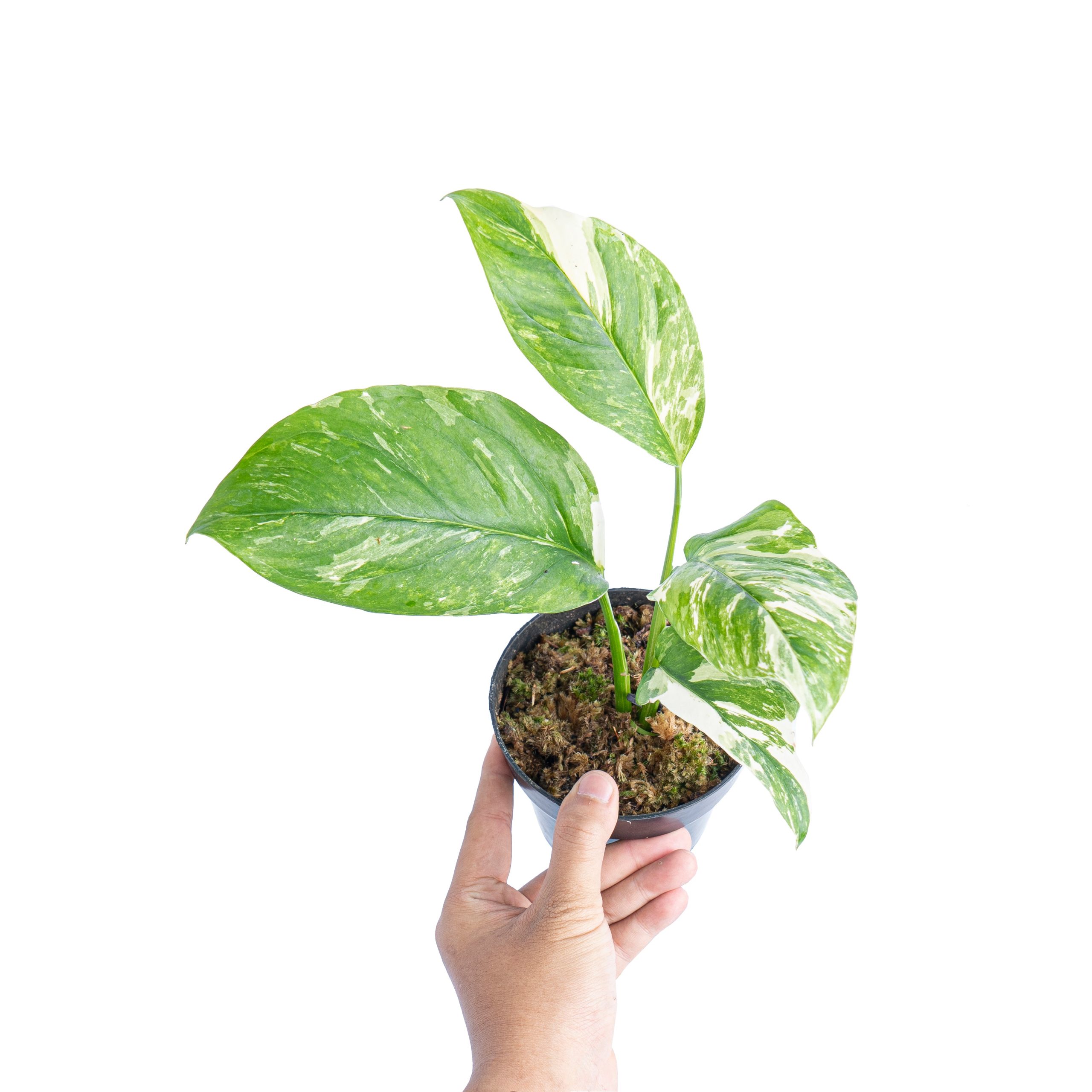 Monstera lechleriana variegated - Image 7