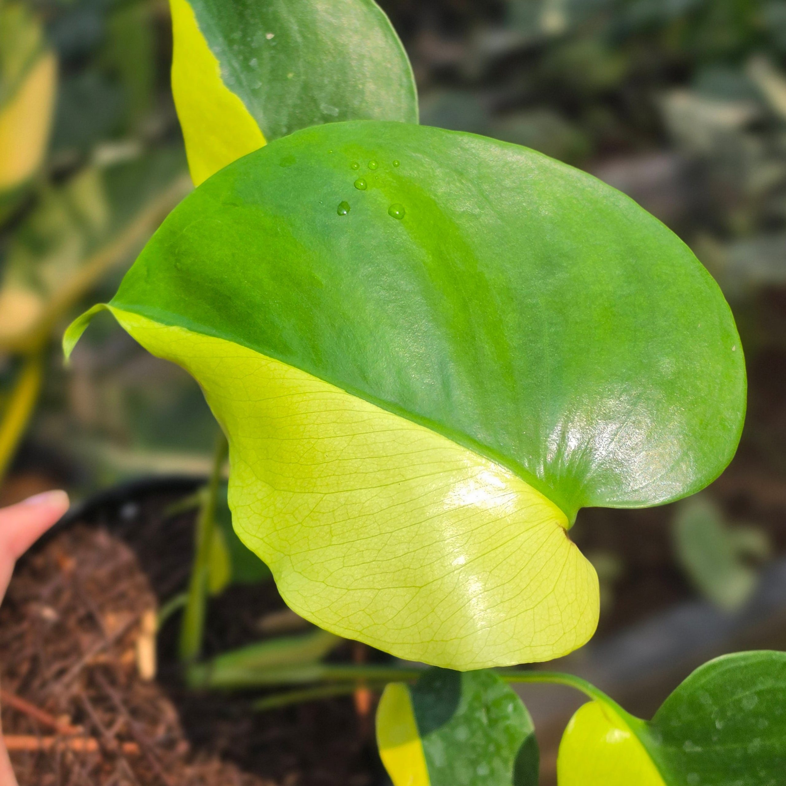 Monstera Lemon Lime - Image 2