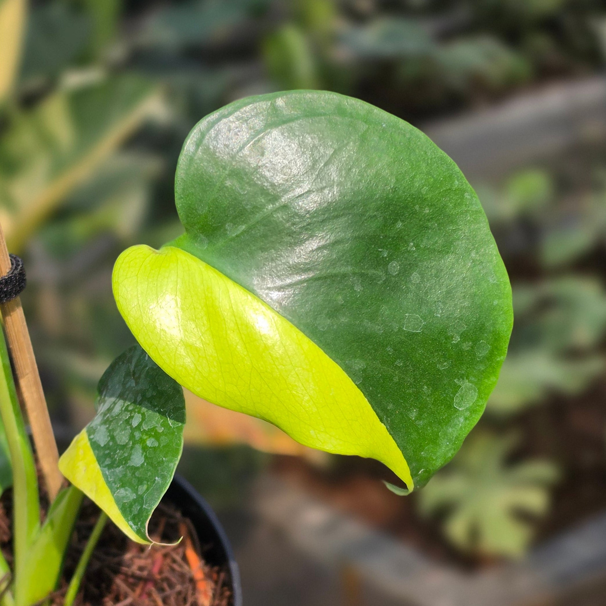 Monstera Lemon Lime - Image 3