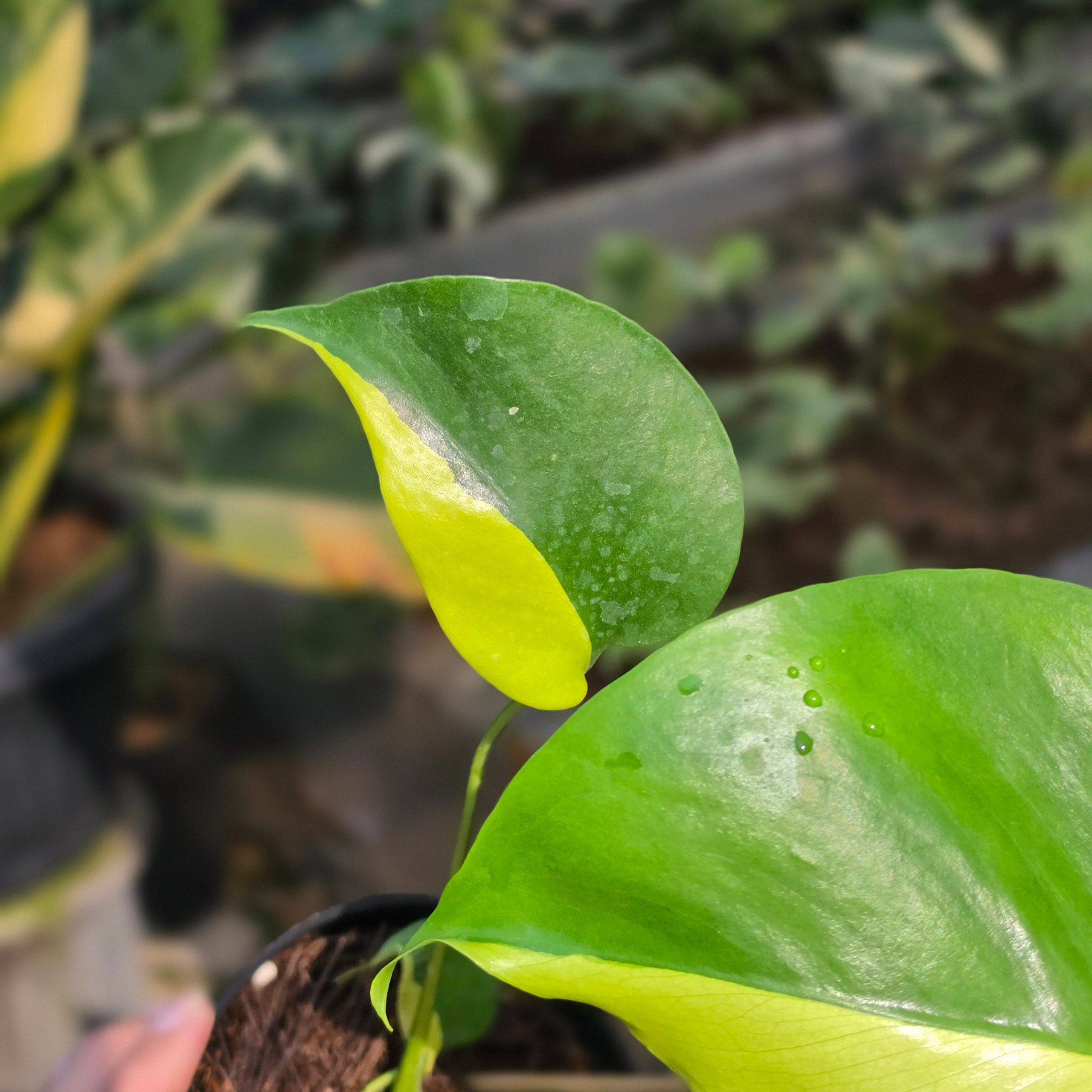Monstera Lemon Lime - Image 4