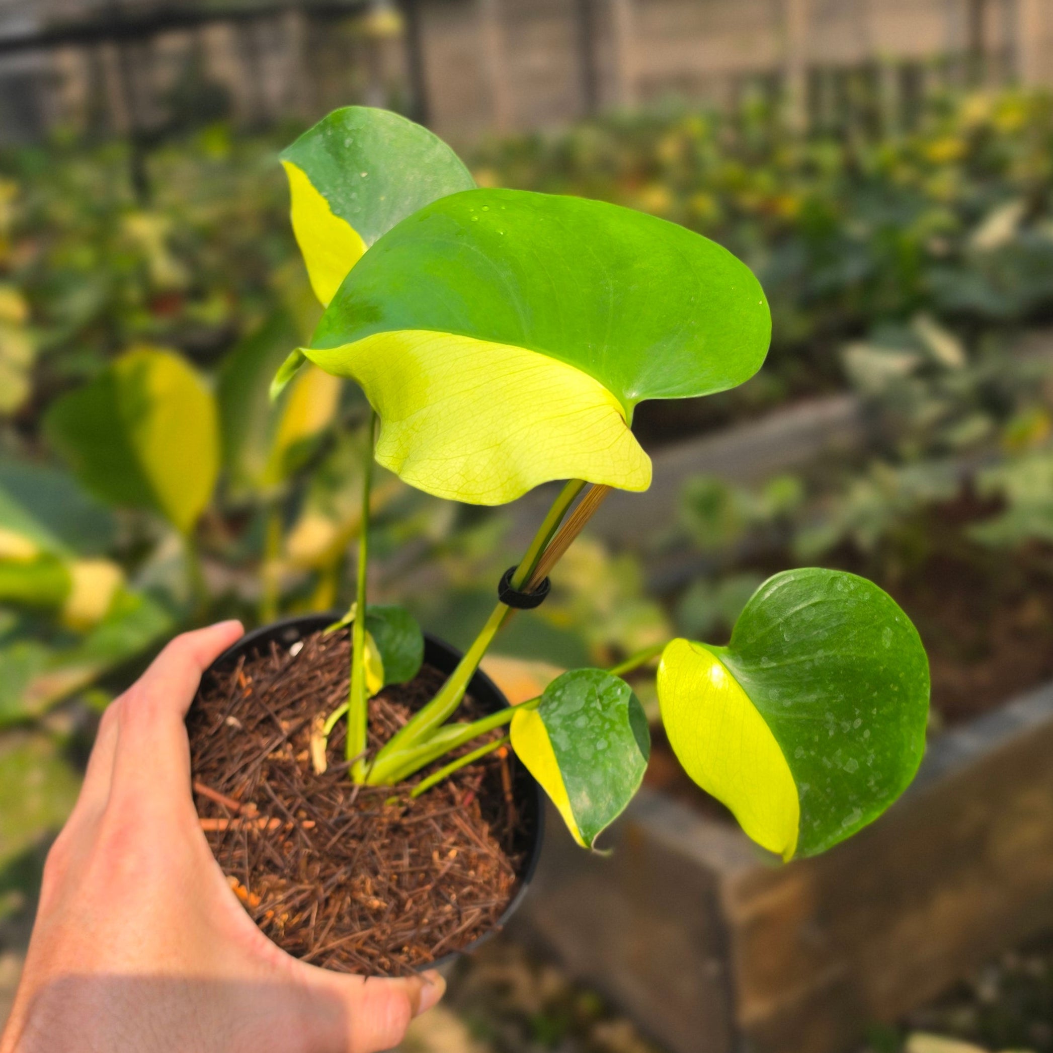 Monstera Lemon Lime - Image 5