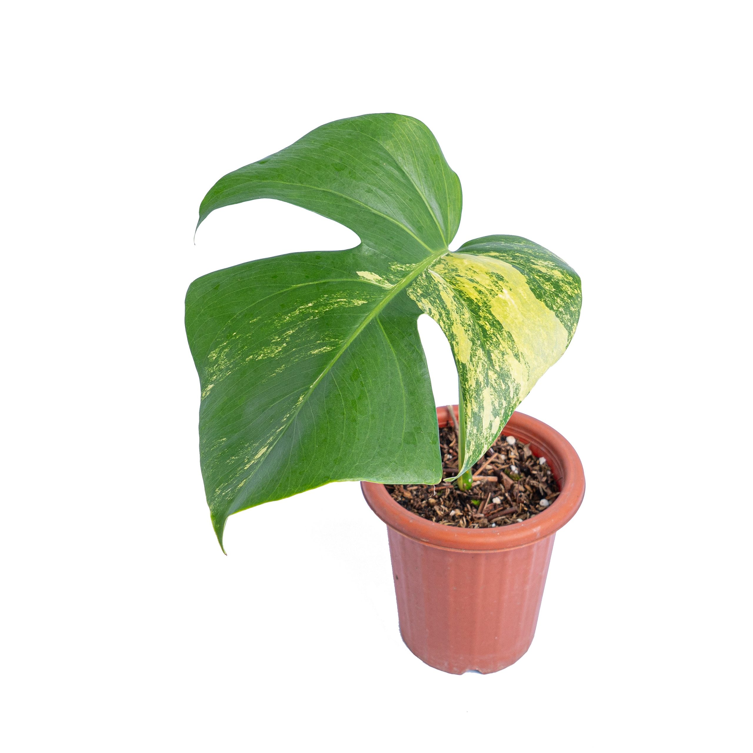 Monstera marmorata variegated cutting - 1 leaf - Image 3
