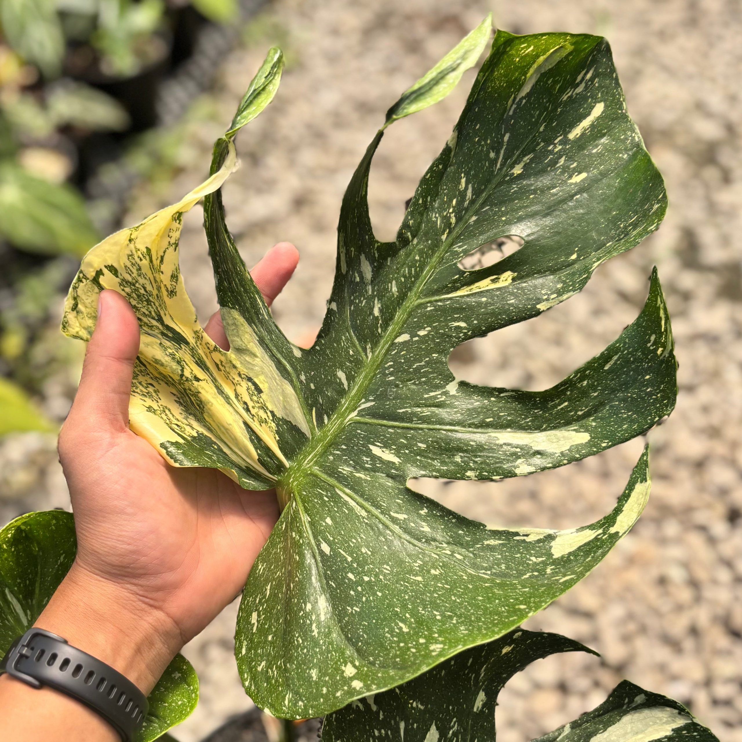 Monstera Medusa Variegated - Image 2