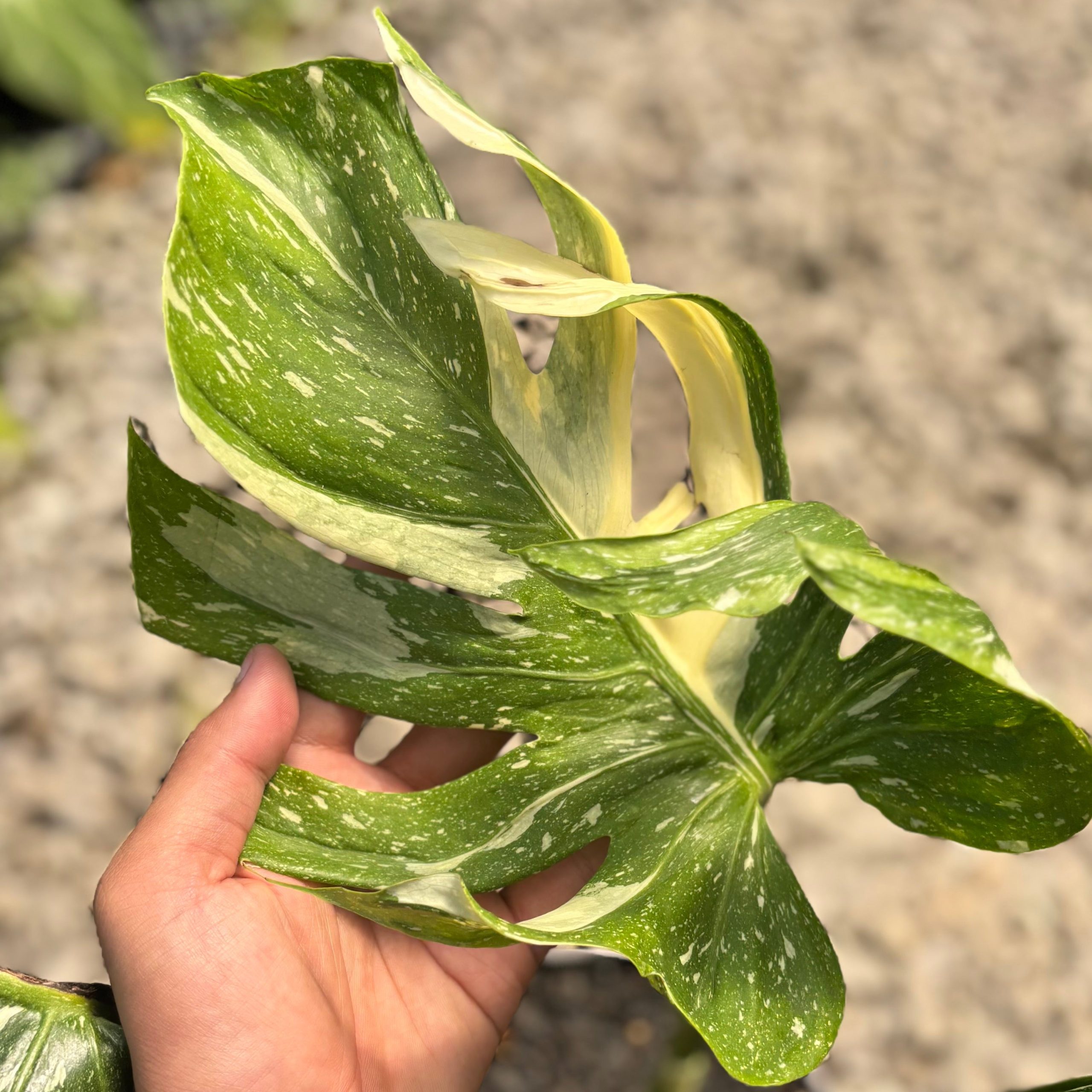 Monstera Medusa Variegated - Image 3