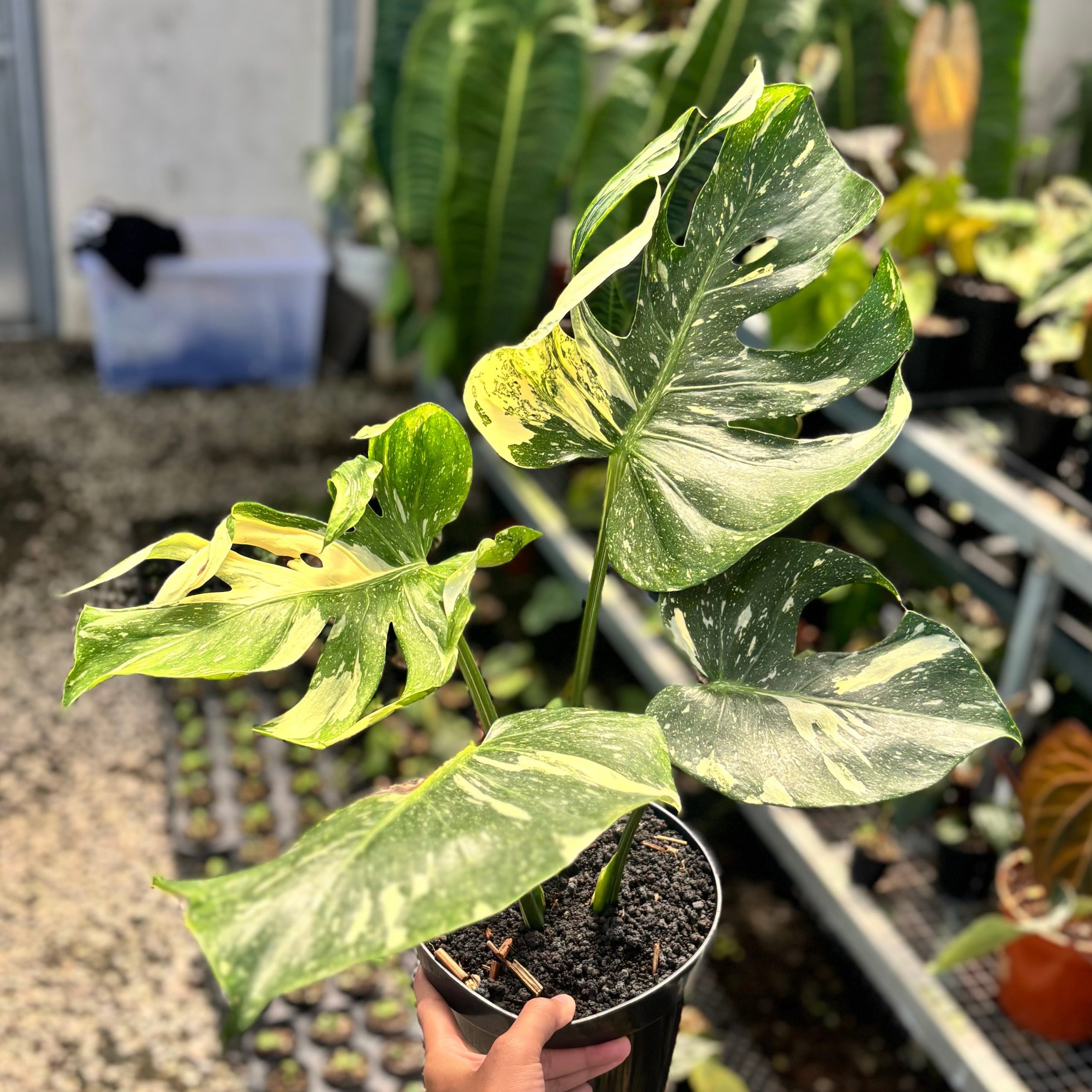 Monstera Medusa Variegated - Image 4