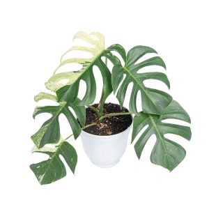 Monstera mint variegated