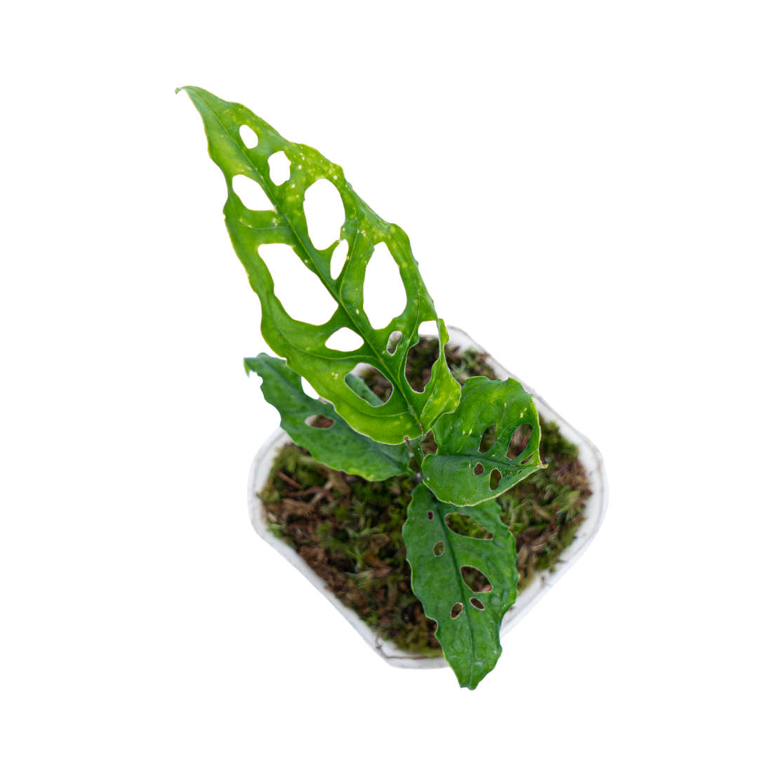 Monstera Obliqua - Image 2