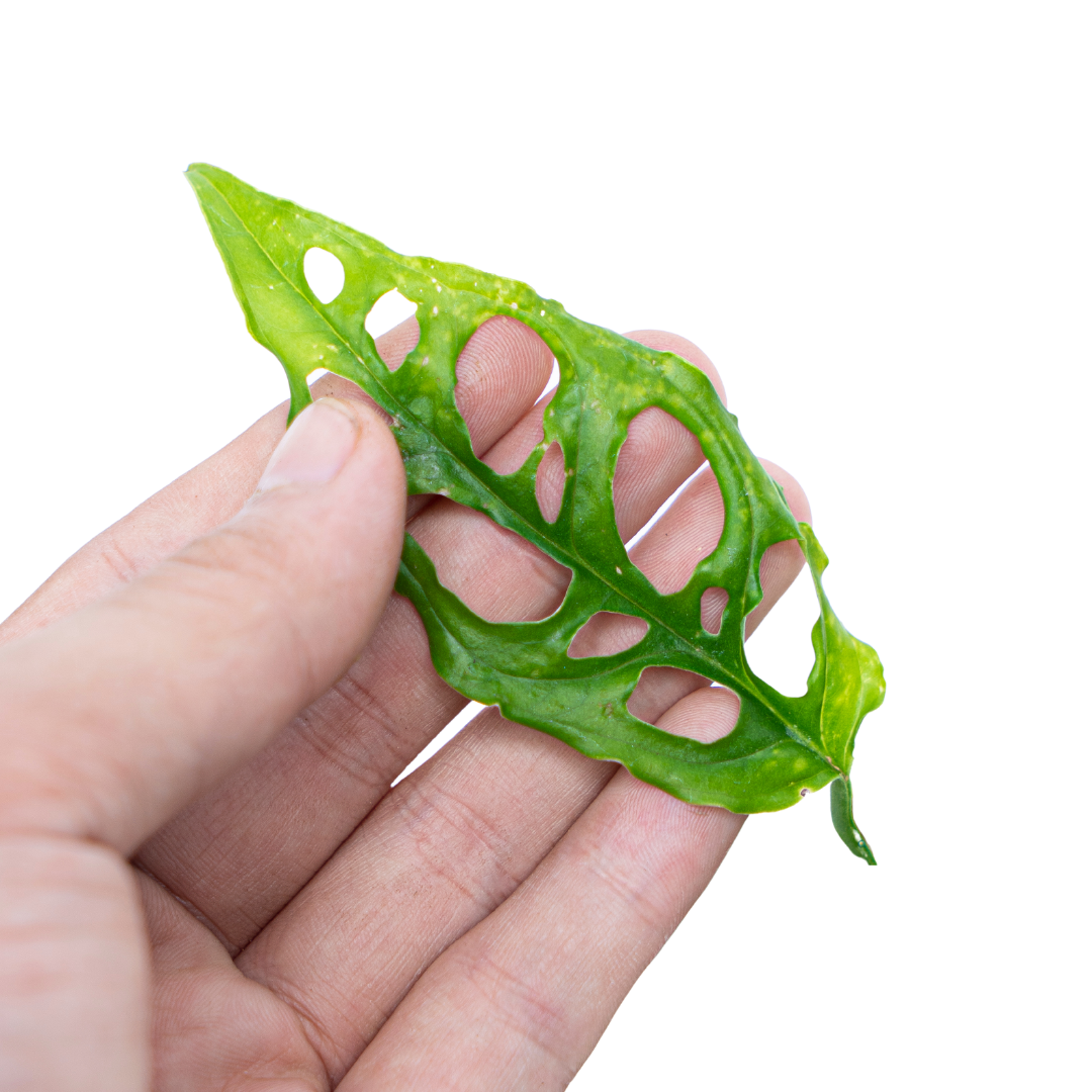Monstera Obliqua - Image 3