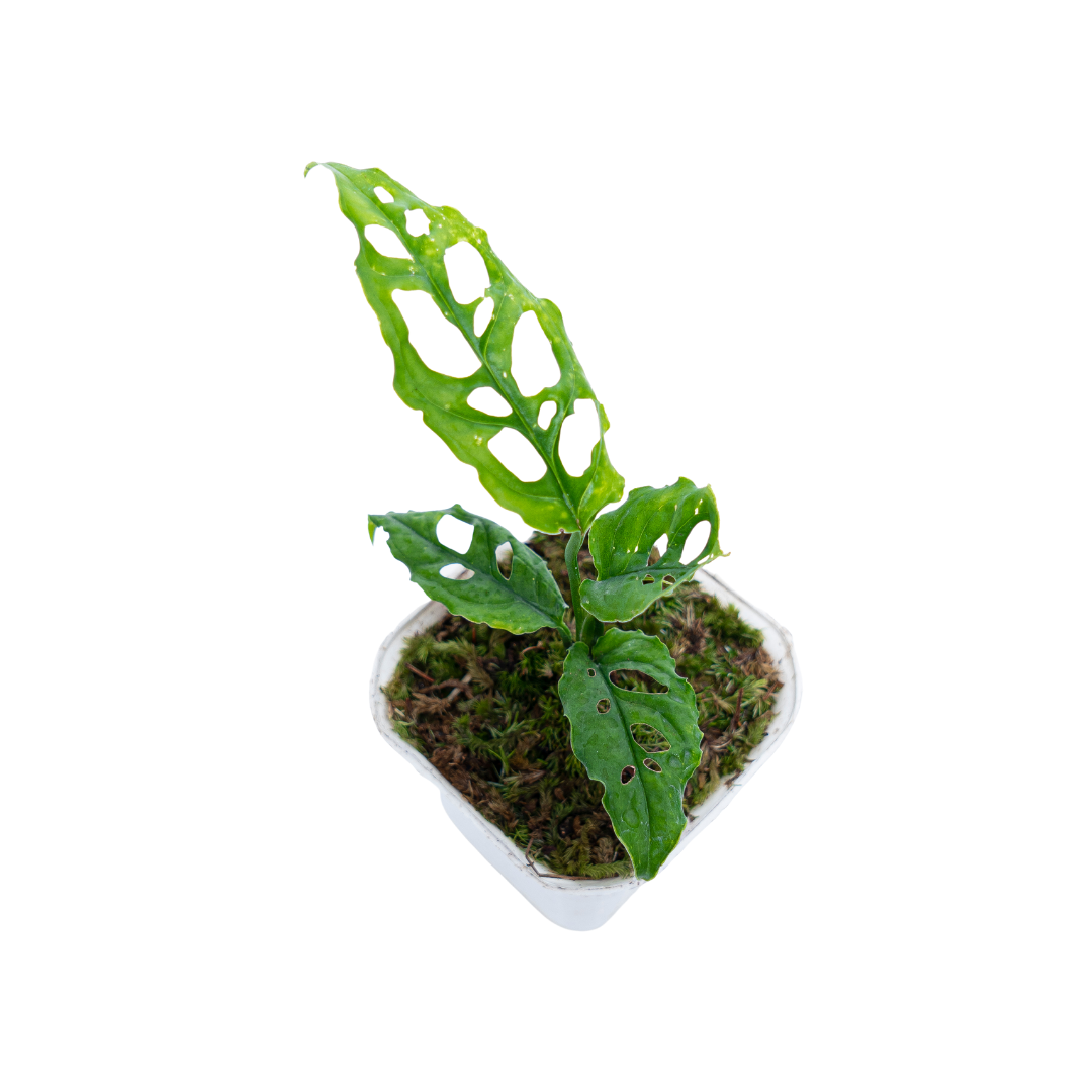 Monstera Obliqua - Image 4