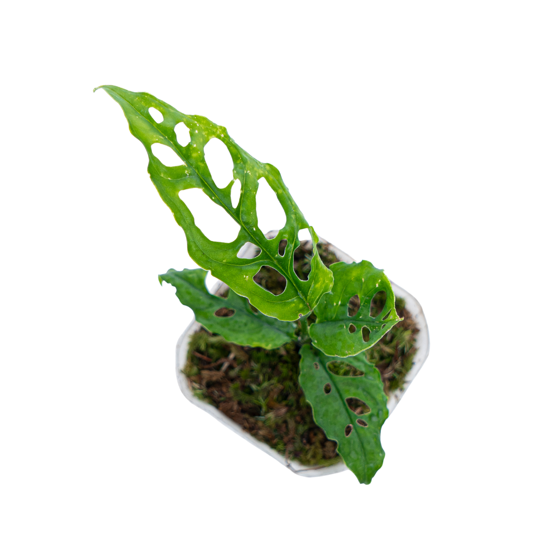Monstera Obliqua - Image 5