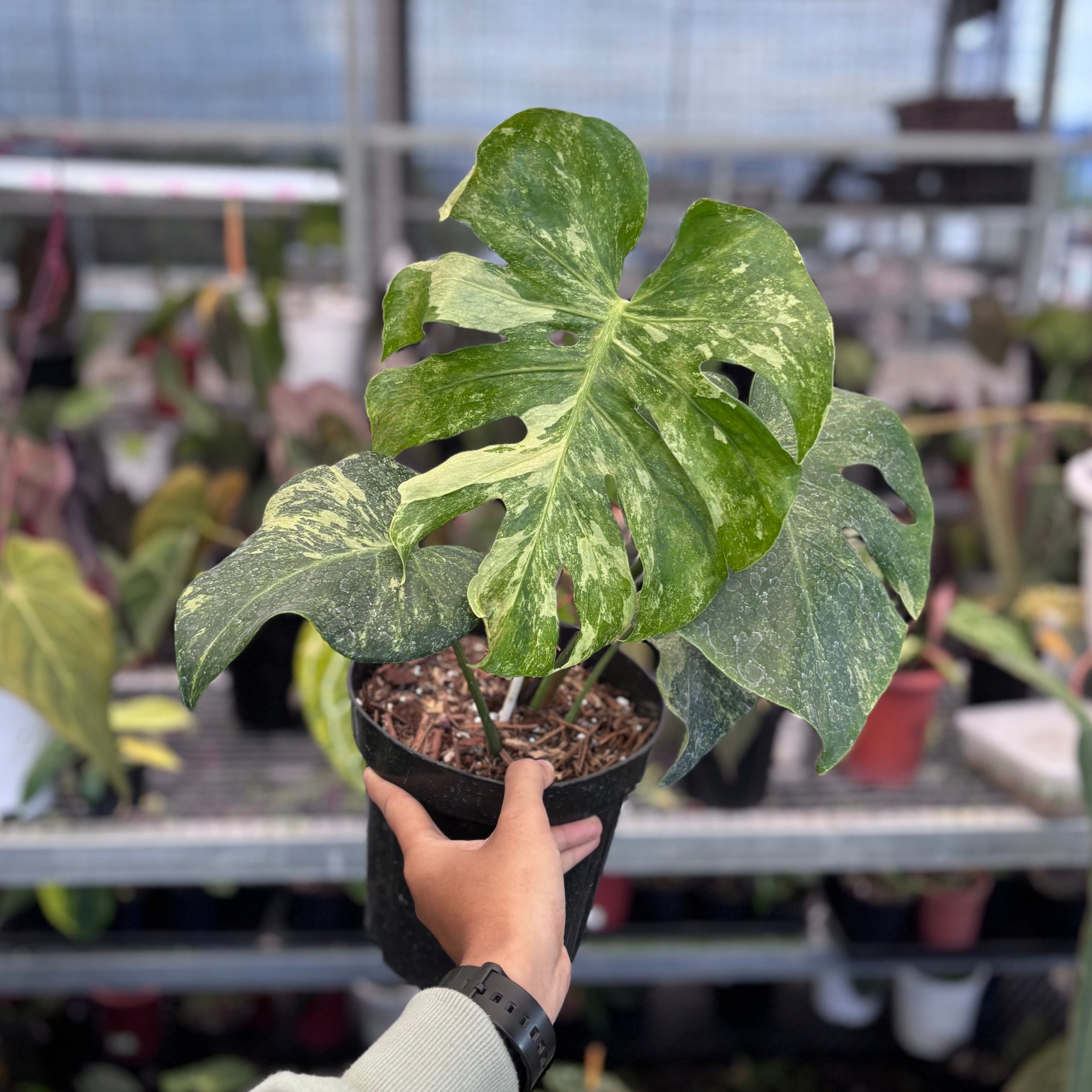 Monstera oceana contorted - Image 2