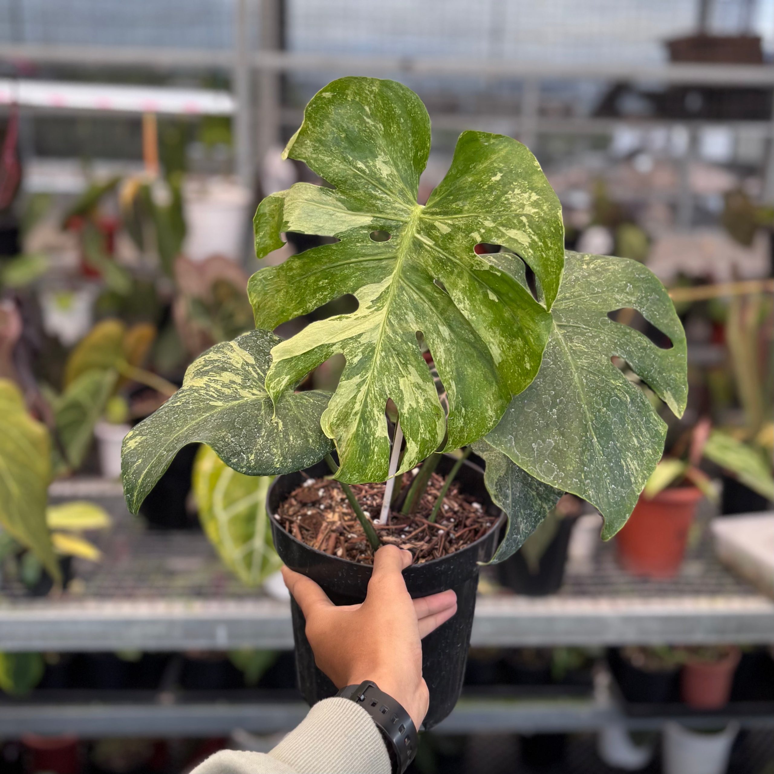 Monstera oceana contorted - Image 3
