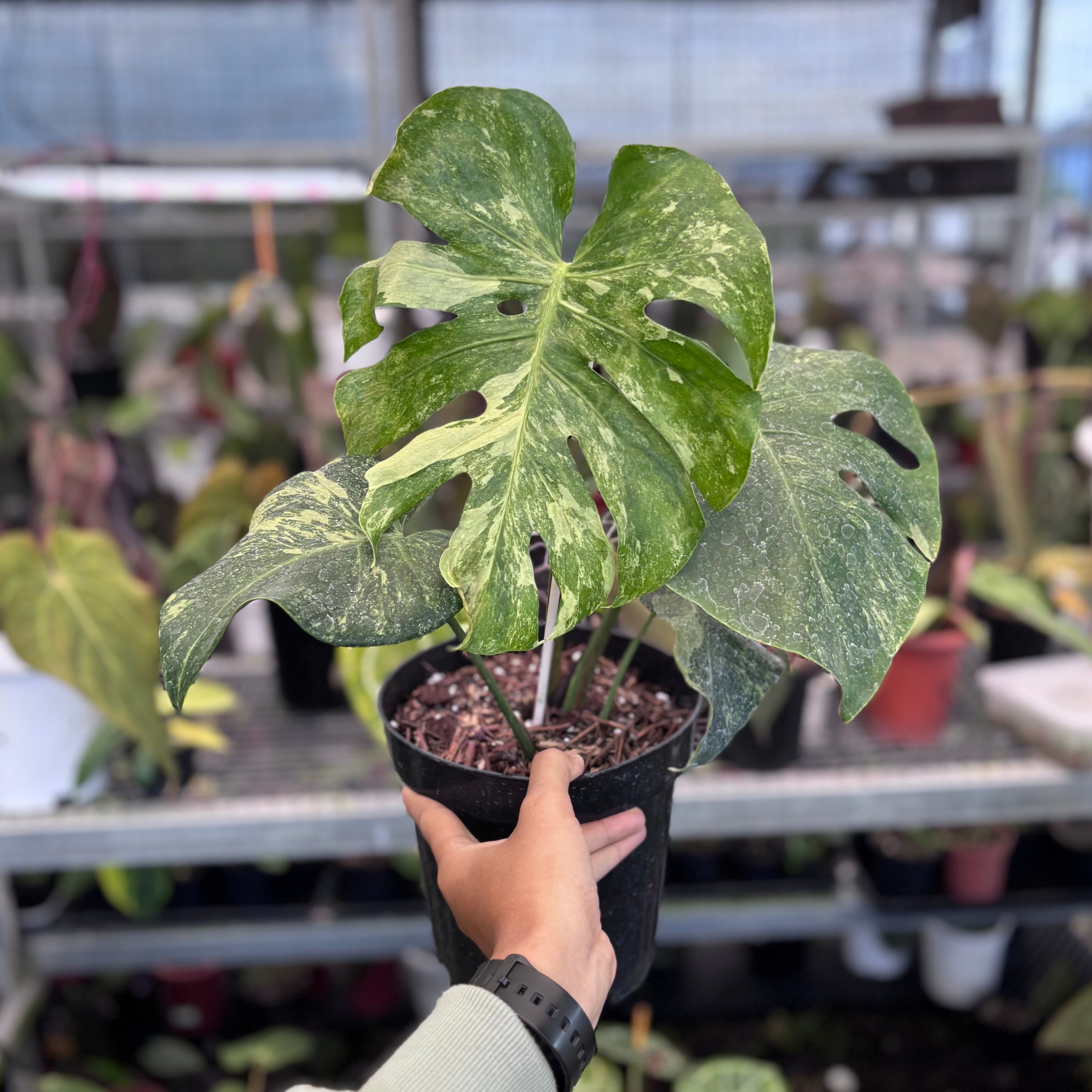 Monstera oceana contorted - Image 4