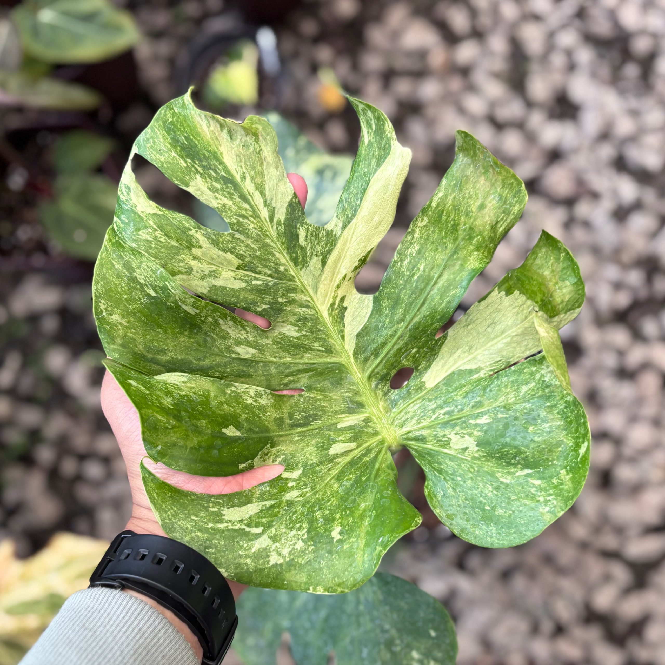 Monstera oceana contorted - Image 5