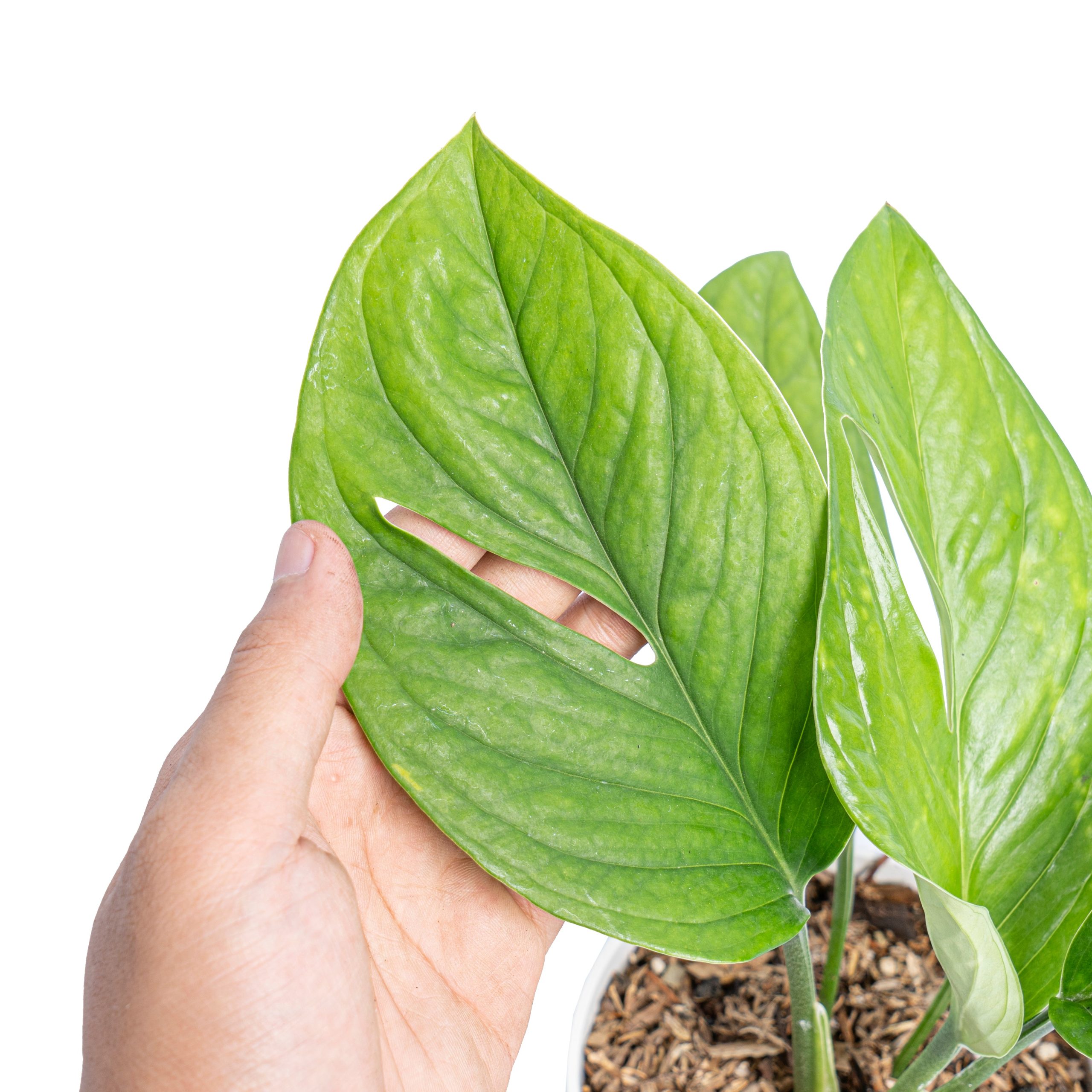 Monstera pinnatipartita - Image 2