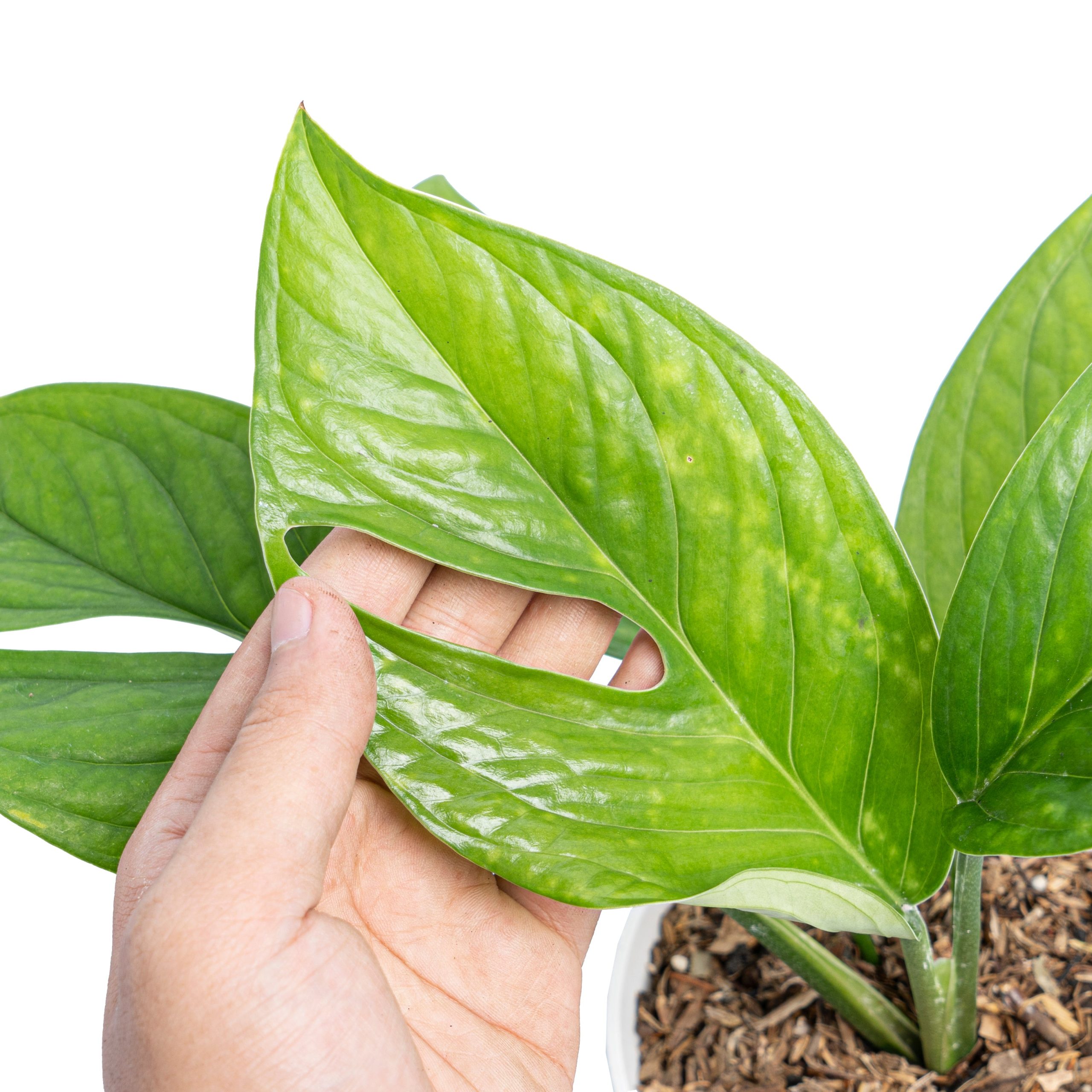 Monstera pinnatipartita - Image 3