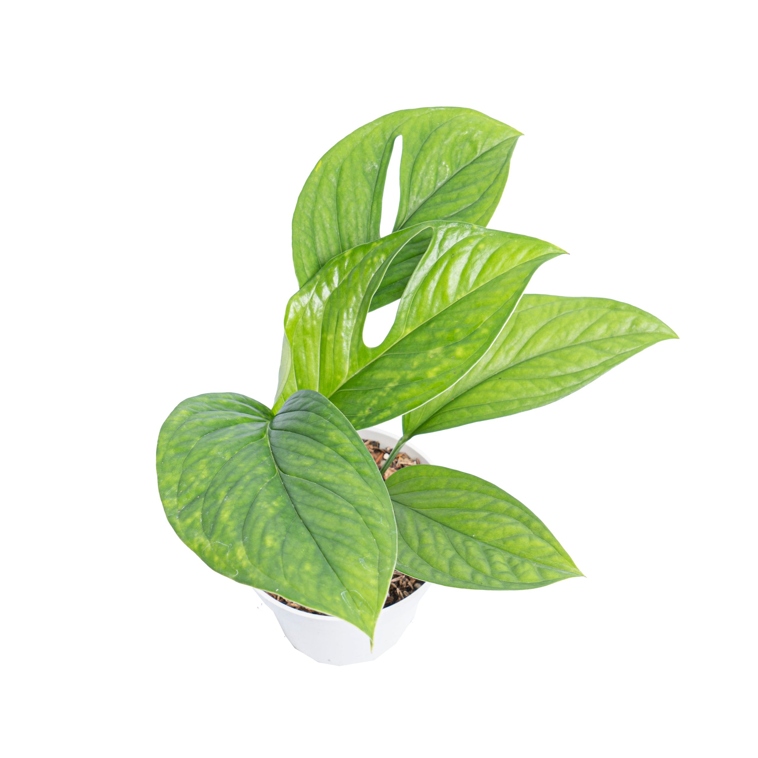 Monstera pinnatipartita - Image 4