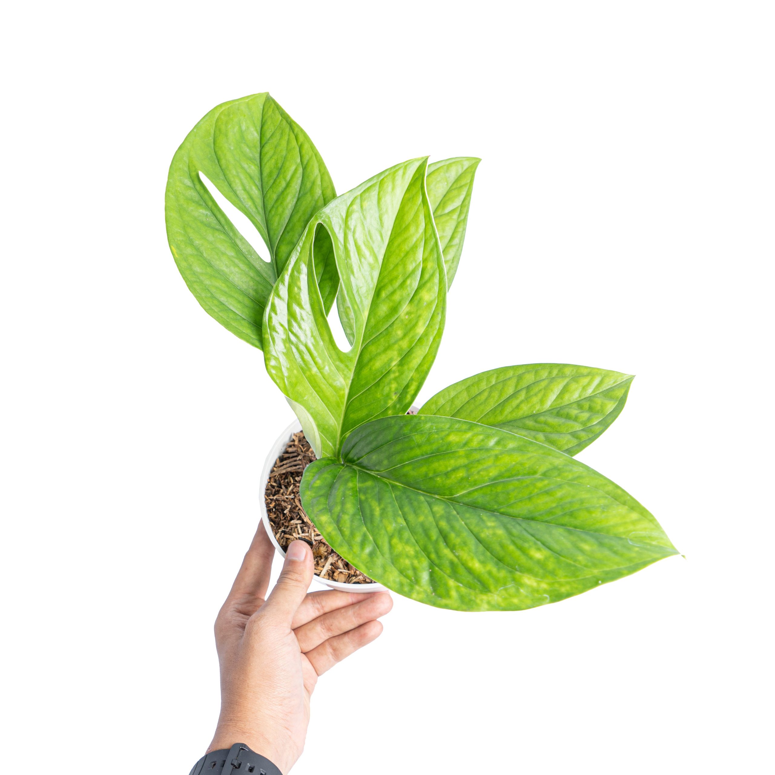 Monstera pinnatipartita - Image 5