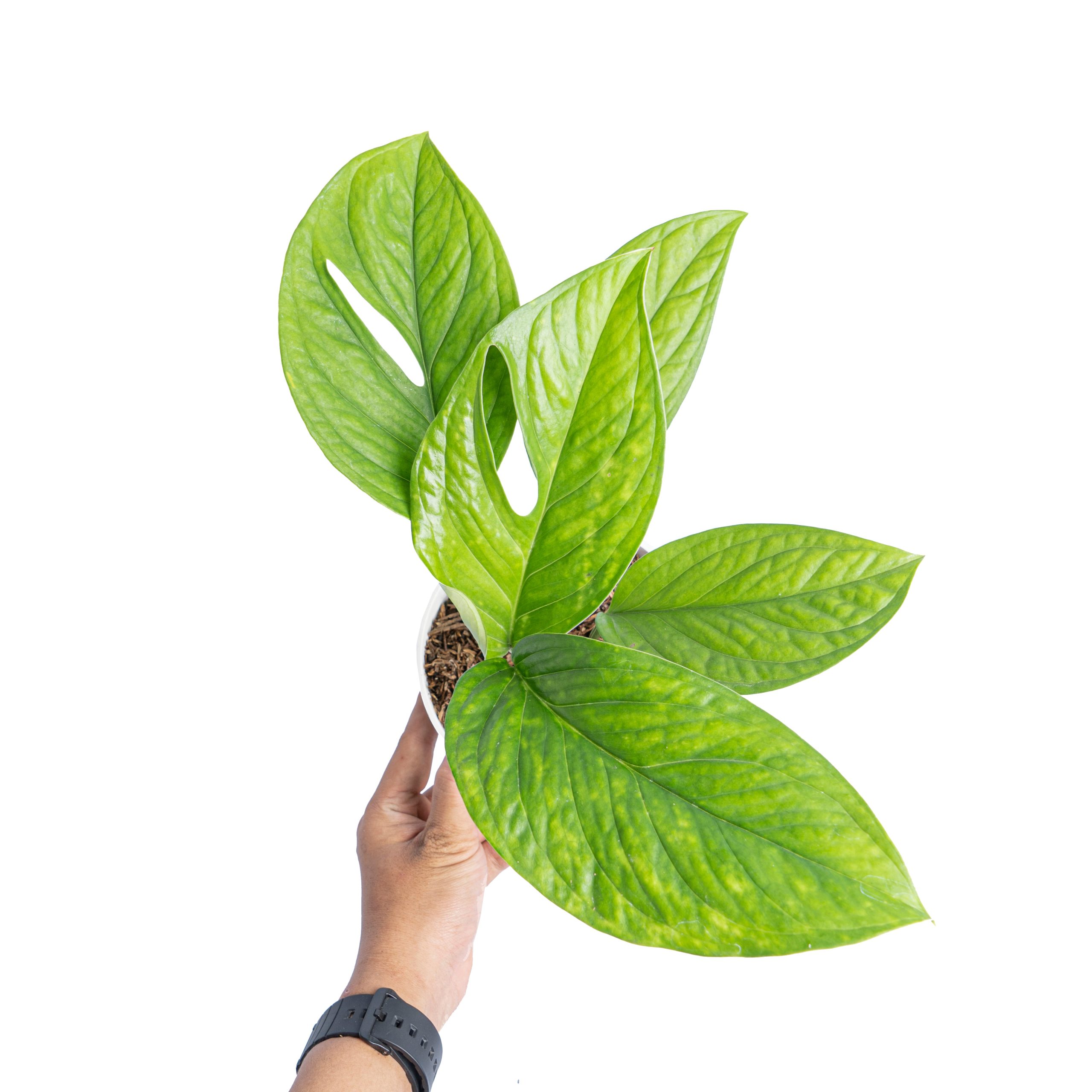Monstera pinnatipartita - Image 6