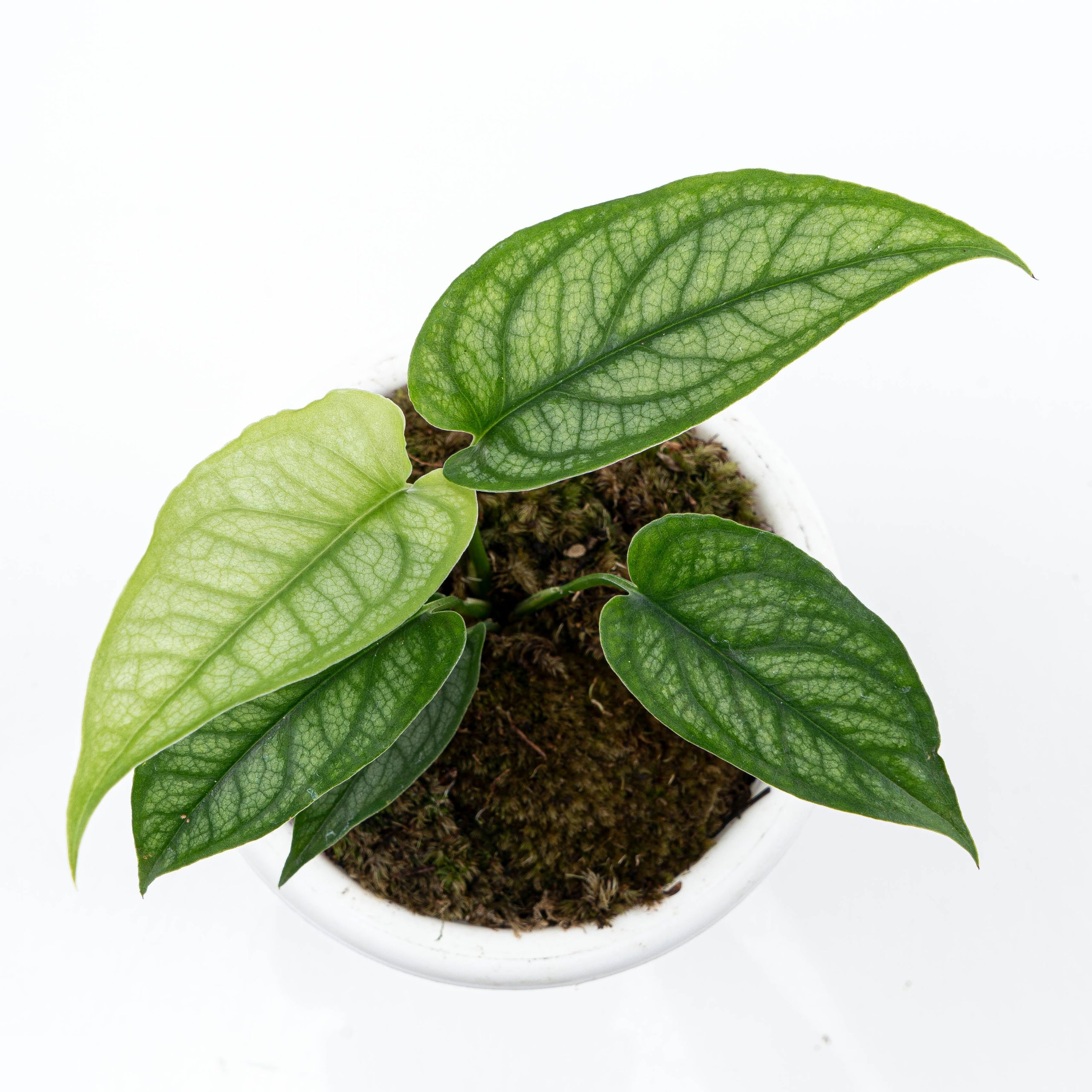 Monstera Siltepecana - Image 2