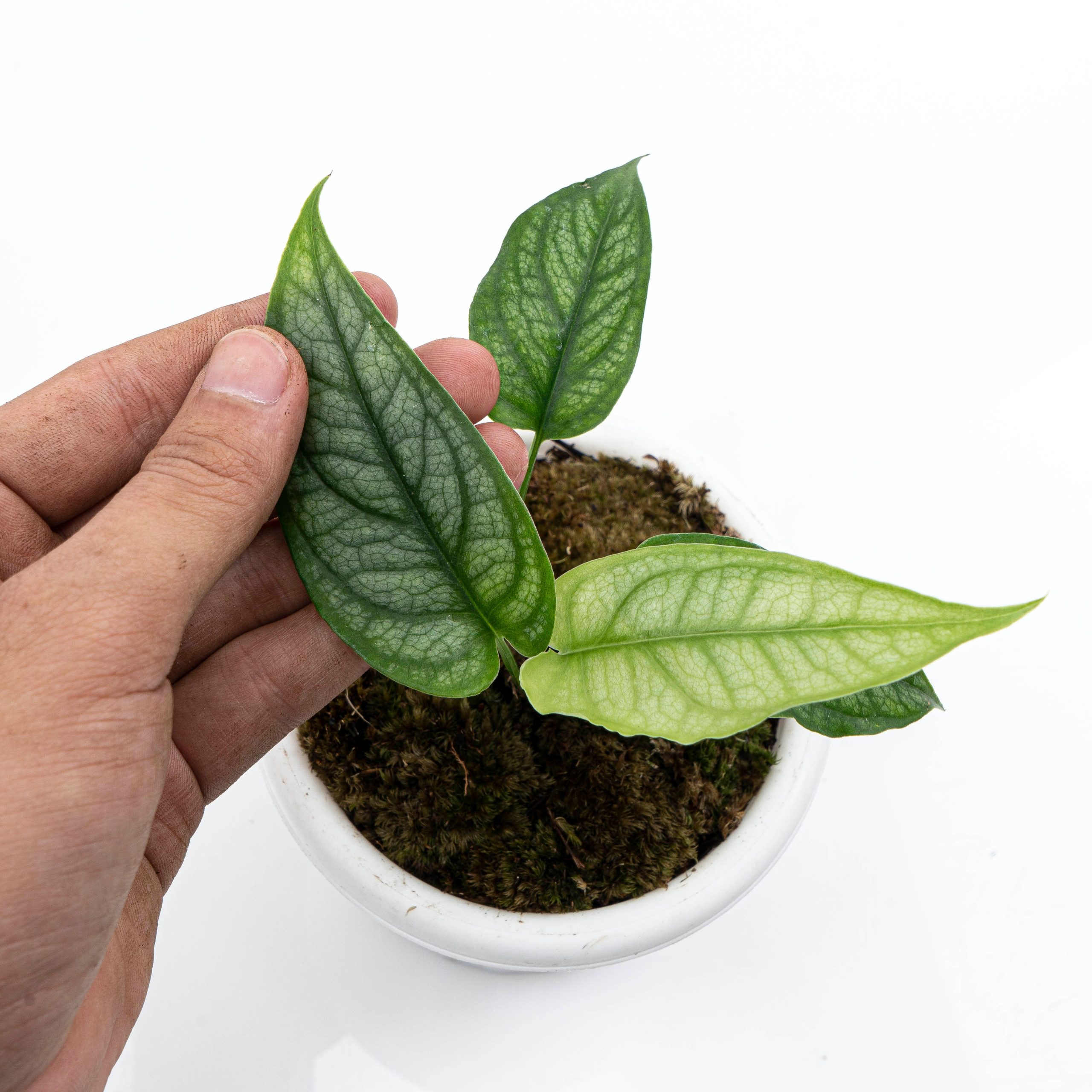 Monstera Siltepecana - Image 3