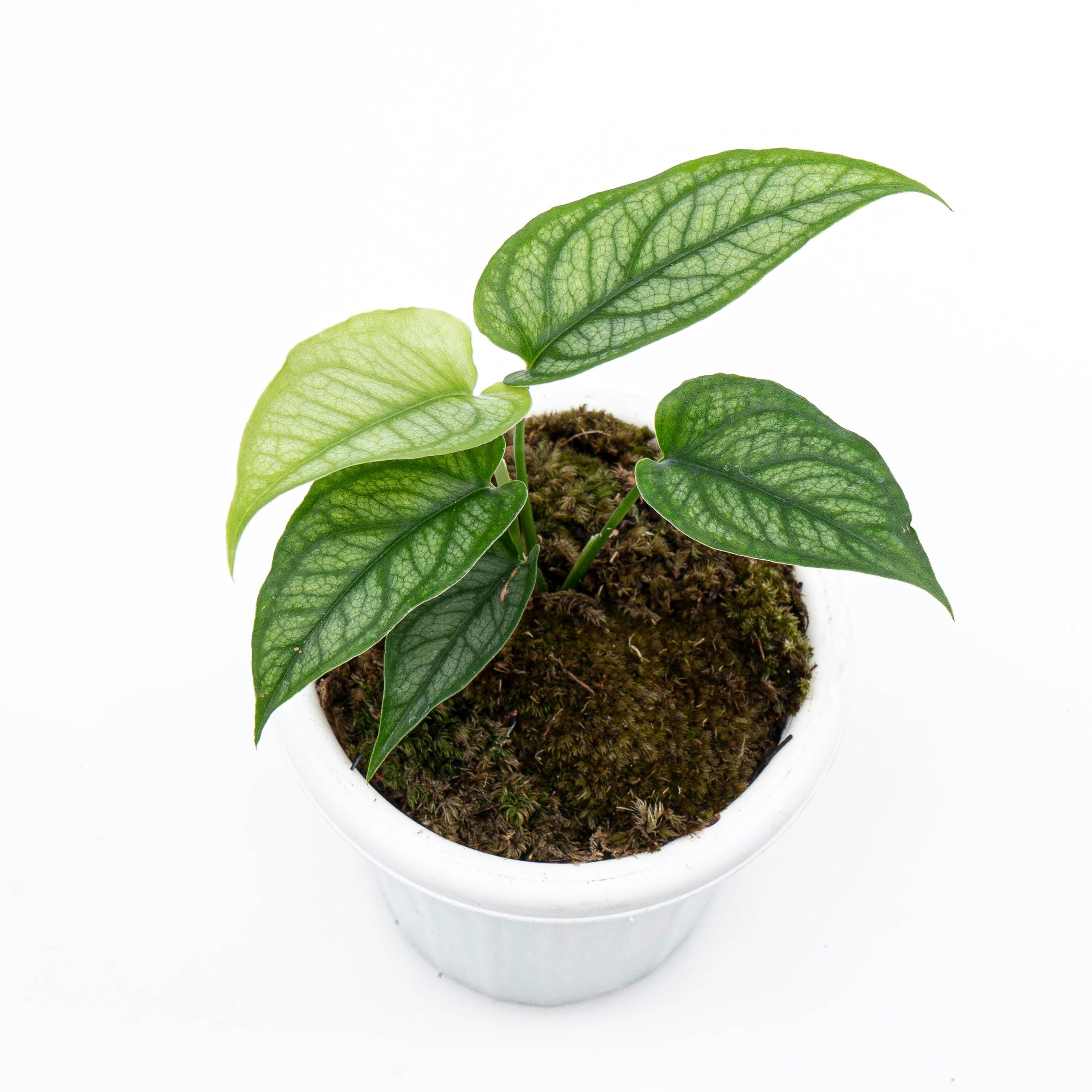 Monstera Siltepecana - Image 4