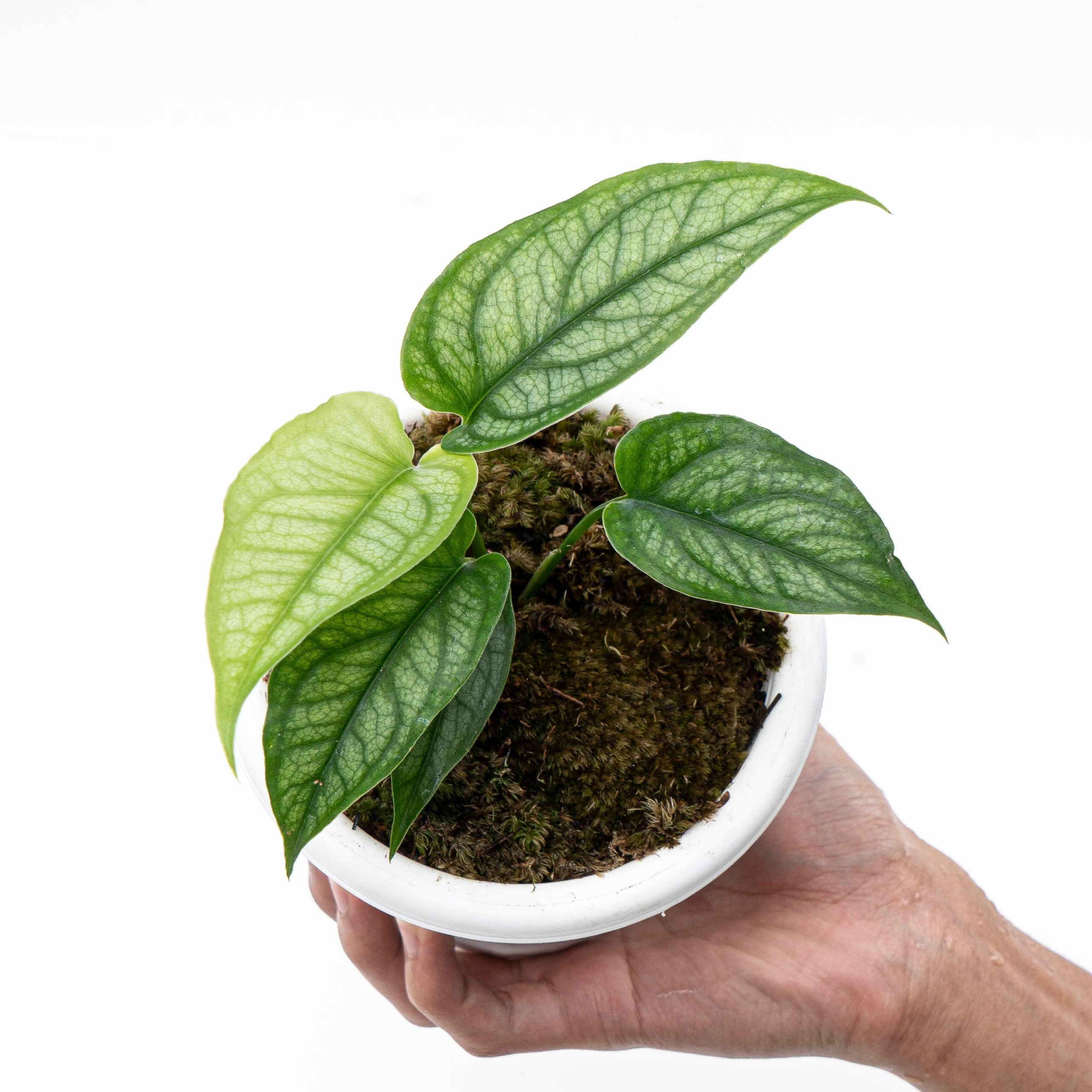 Monstera Siltepecana - Image 5