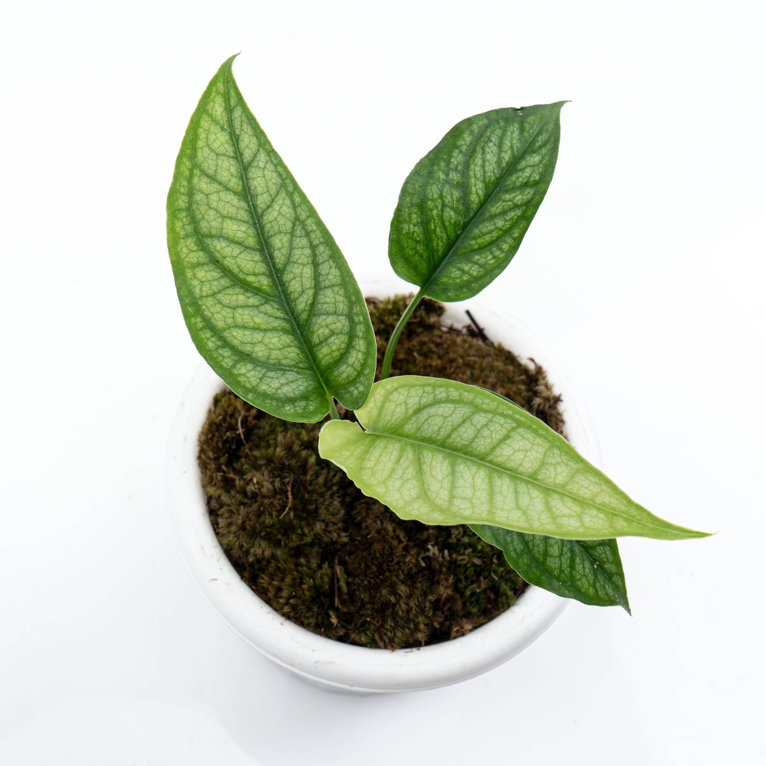 Monstera Siltepecana - Image 6