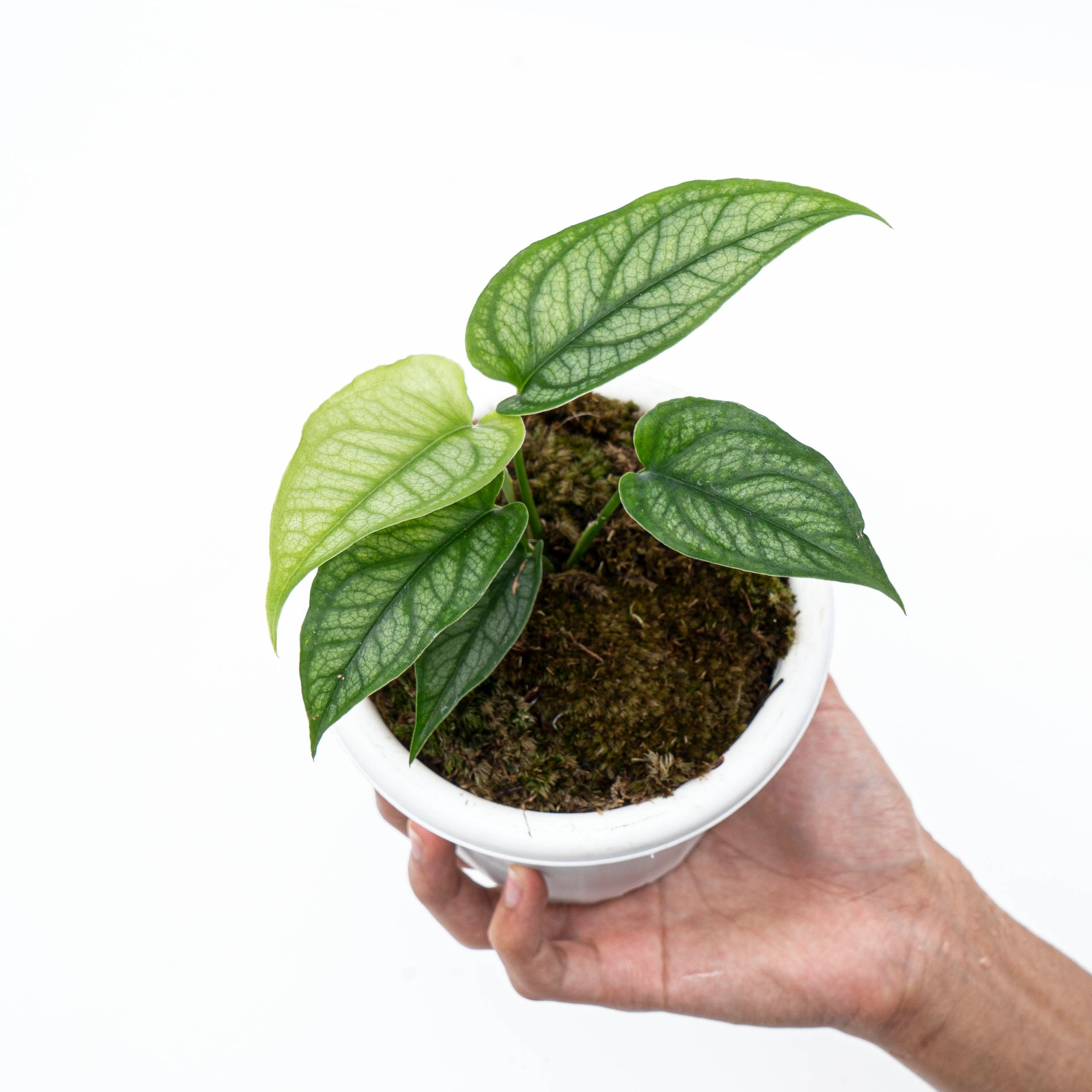 Monstera Siltepecana - Image 7