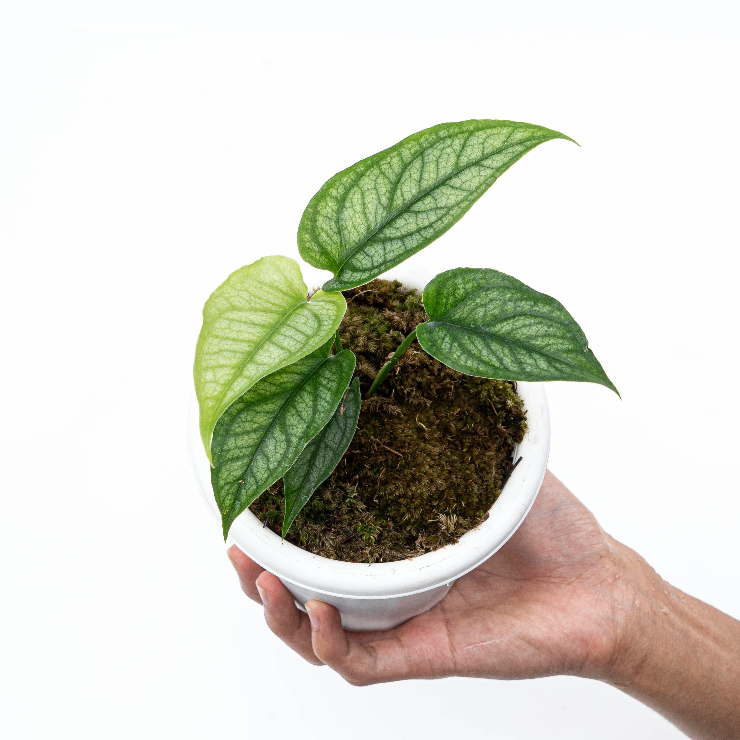 Monstera Siltepecana - Image 8