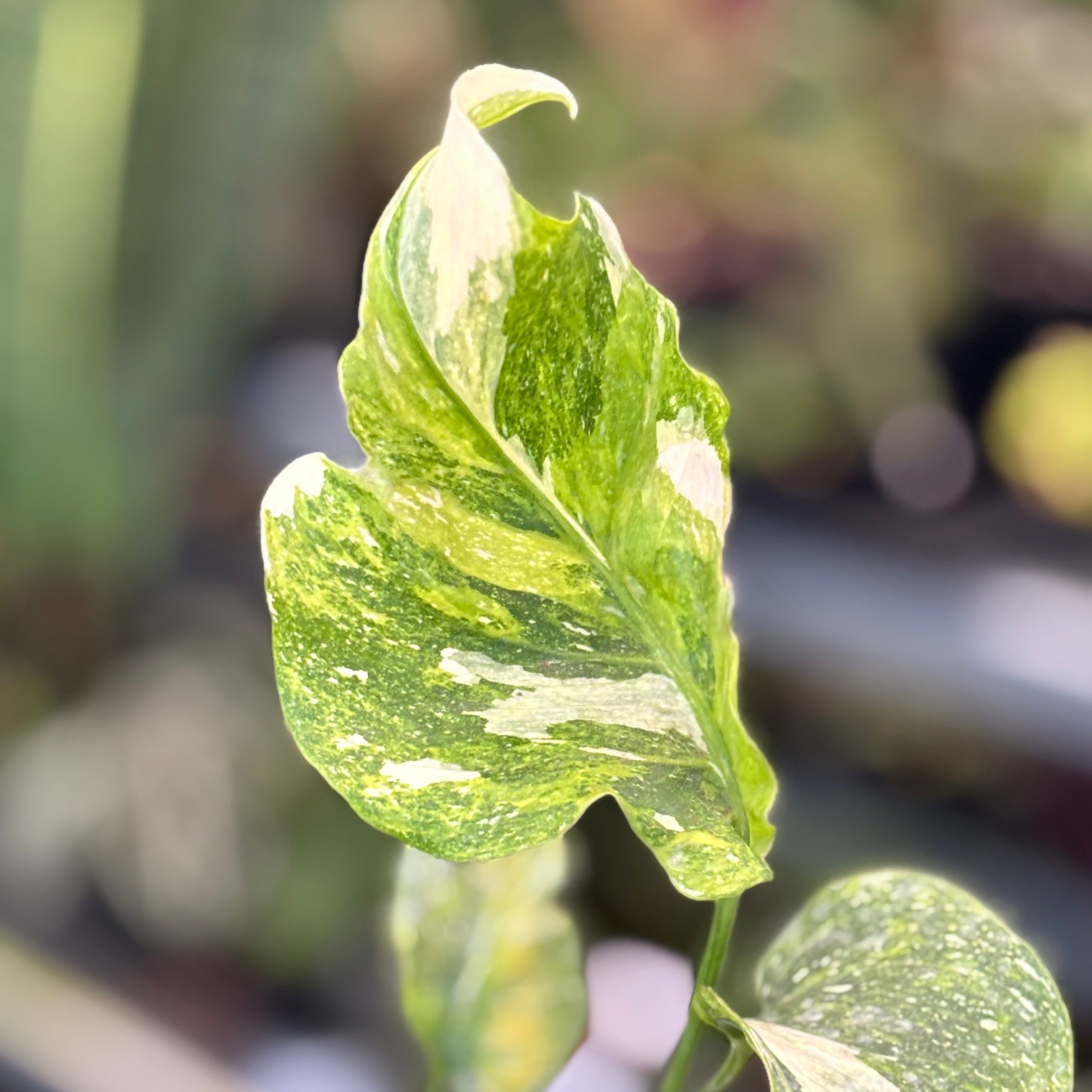 Monstera Spectra - Image 2