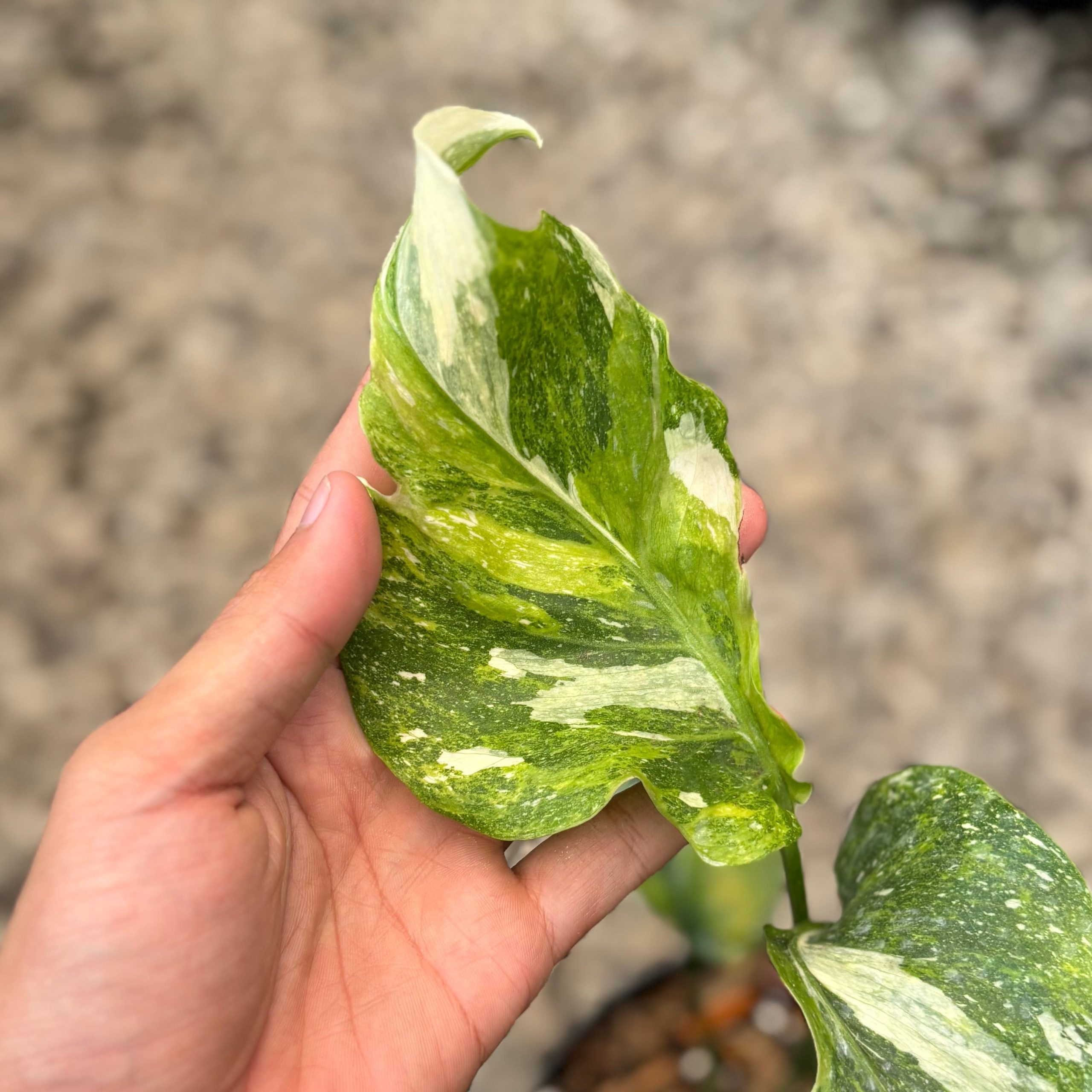 Monstera Spectra - Image 4