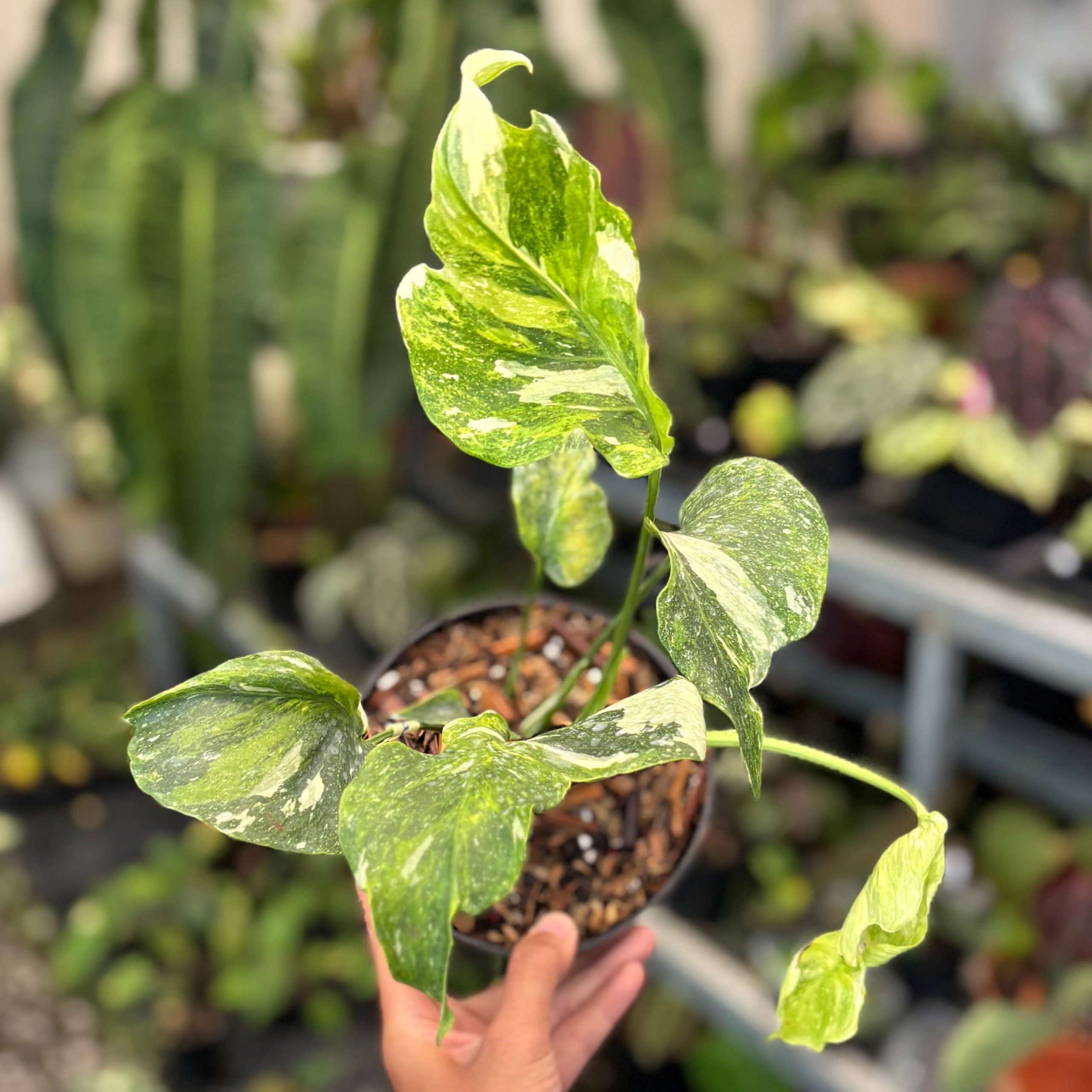 Monstera Spectra - Image 6