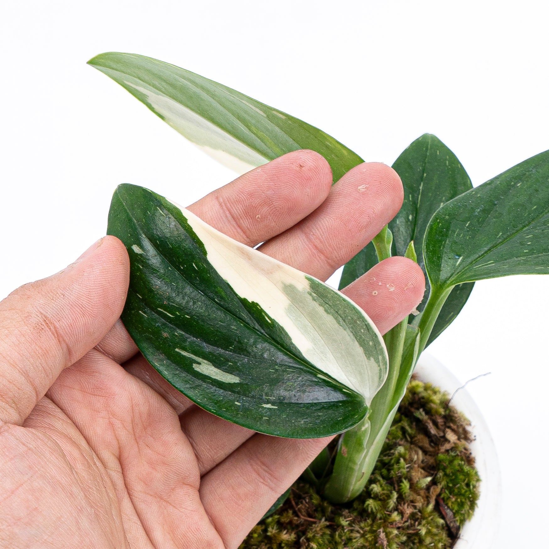 Monstera Standleyana - Image 2